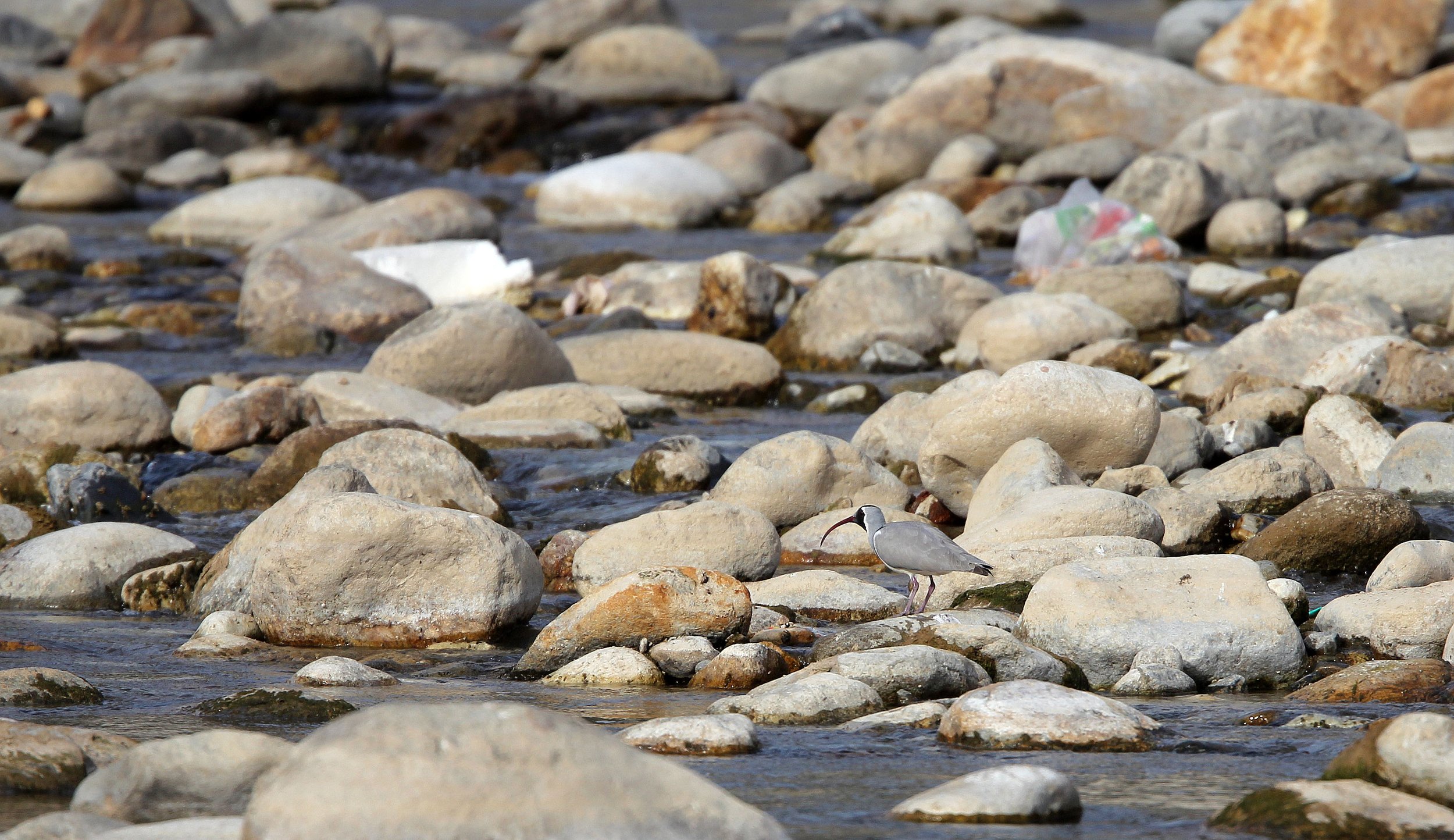 BIRD - IBISBILL - FOPING CITY, SHAANXI CHINA (5).JPG