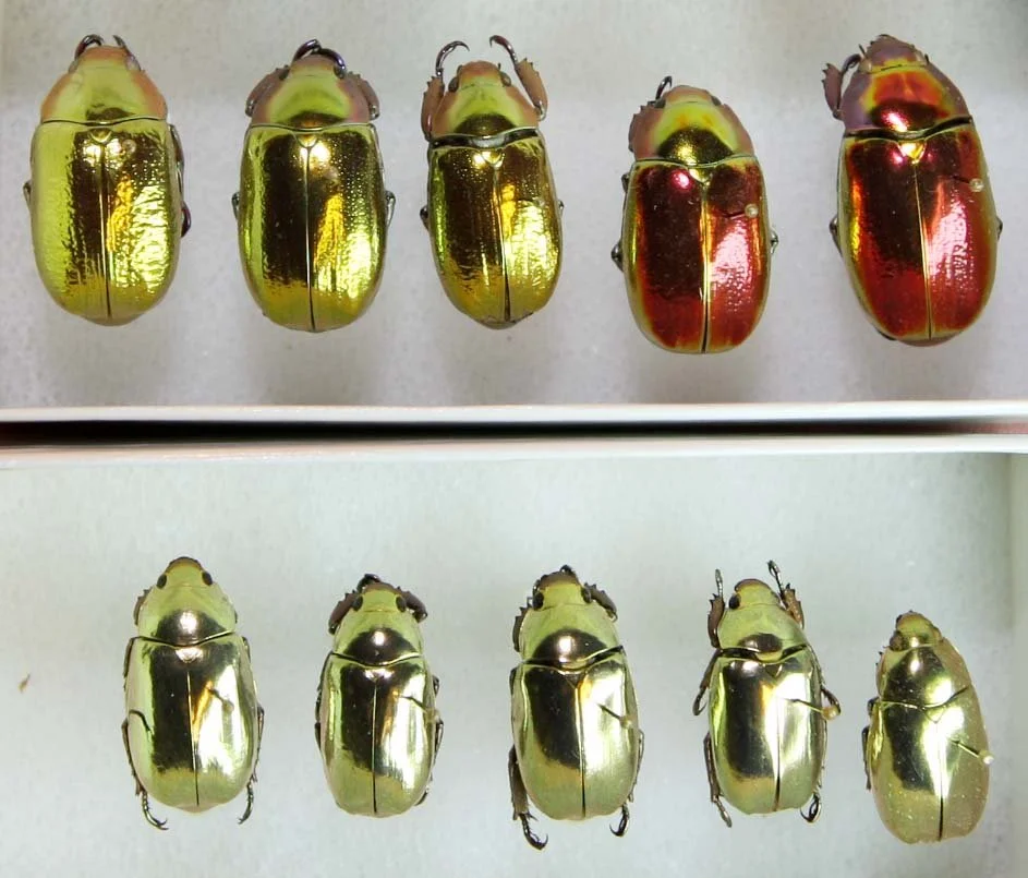 Chrysina.JPG