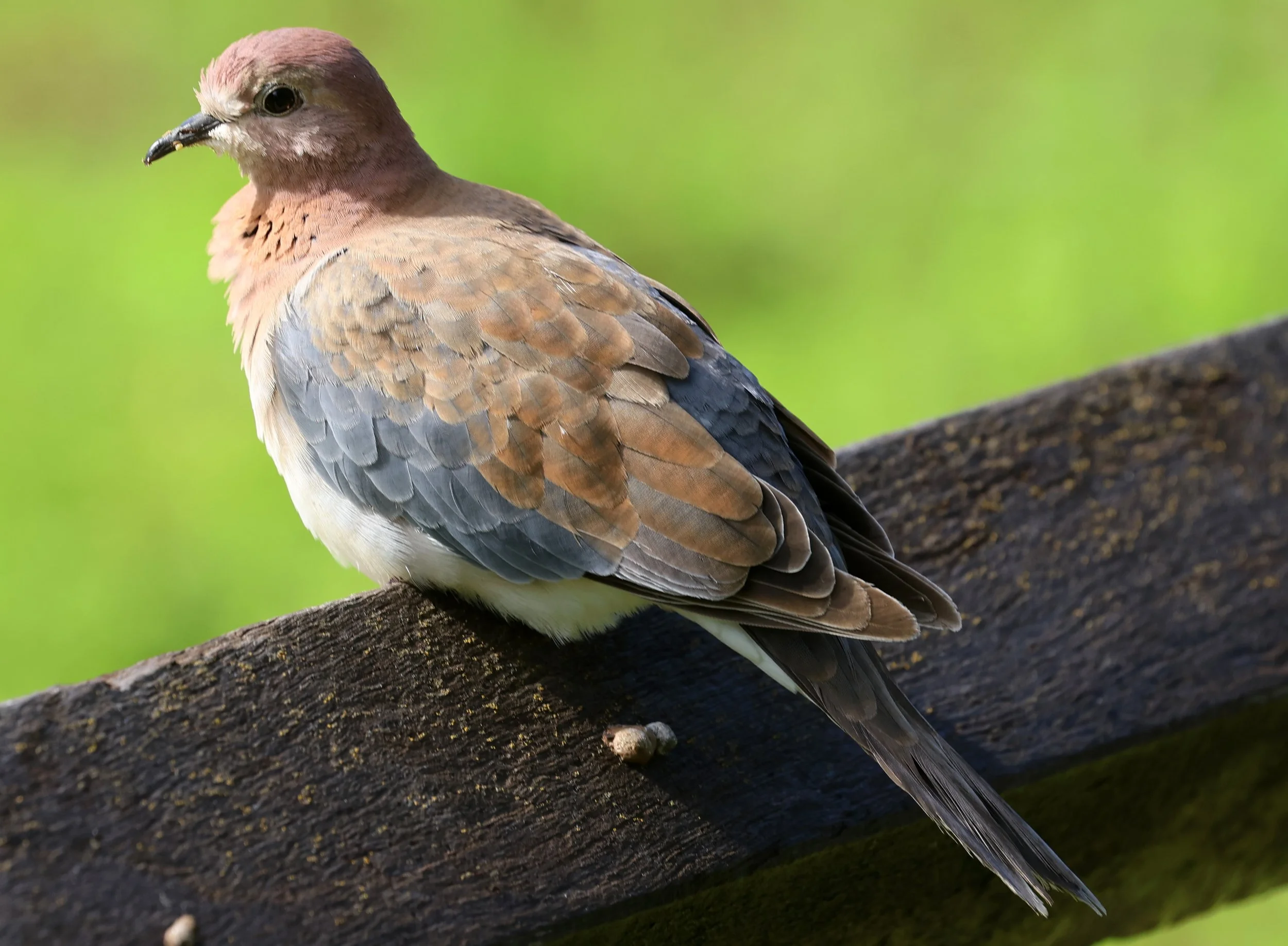 Laughing Dove (Spilopelia senegalensis) Rottnest Island - Western Australia (19).jpg