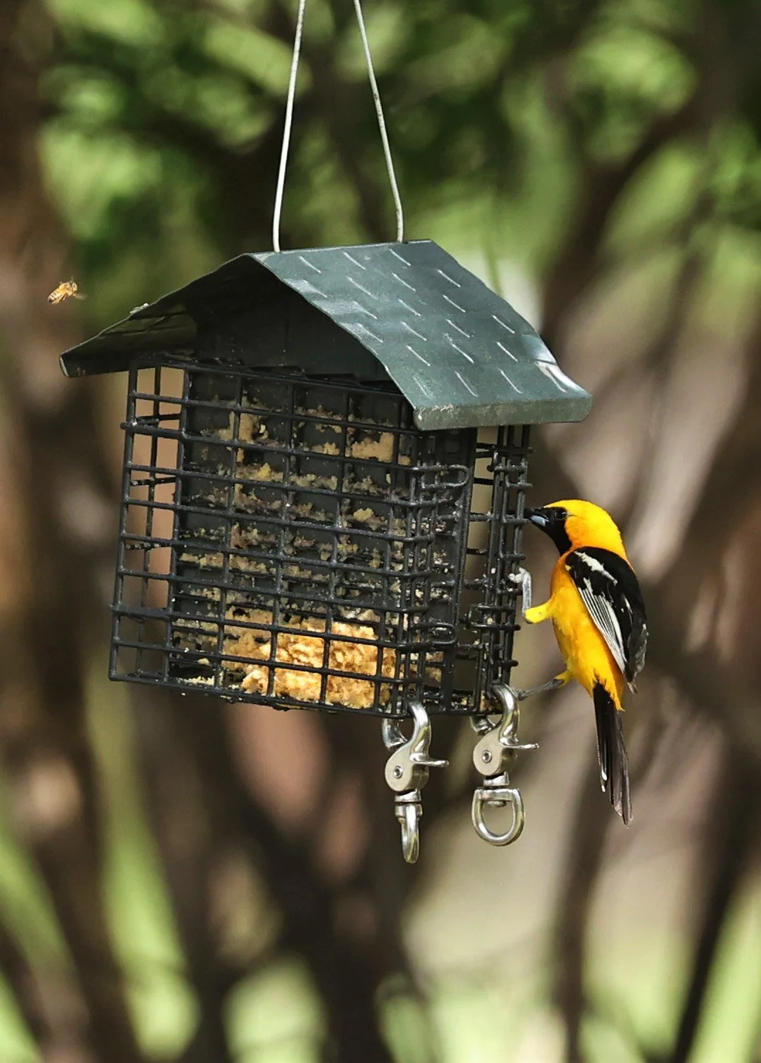 Hooded Oriole (Icterus cucullatus) Cave Creek Arizona (5).jpg