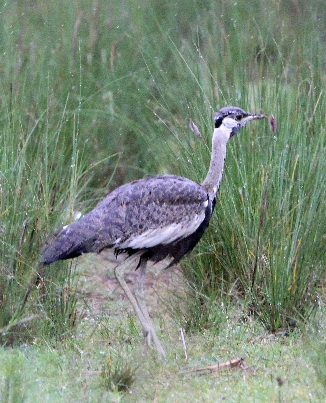 Black-bellied Bustard (Lissotis melanogaster) Senkele Sanctuary, Ethiopia (3).JPG