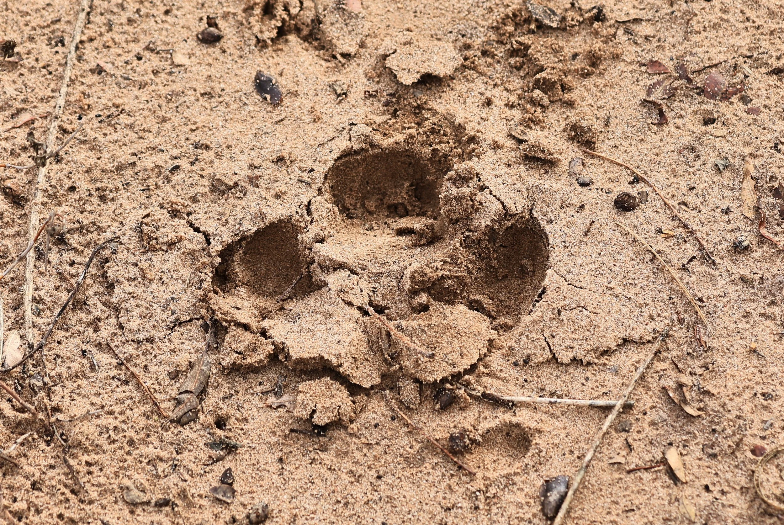 South American Tapir tracks Selva Serena Natural Reserve (37).jpg