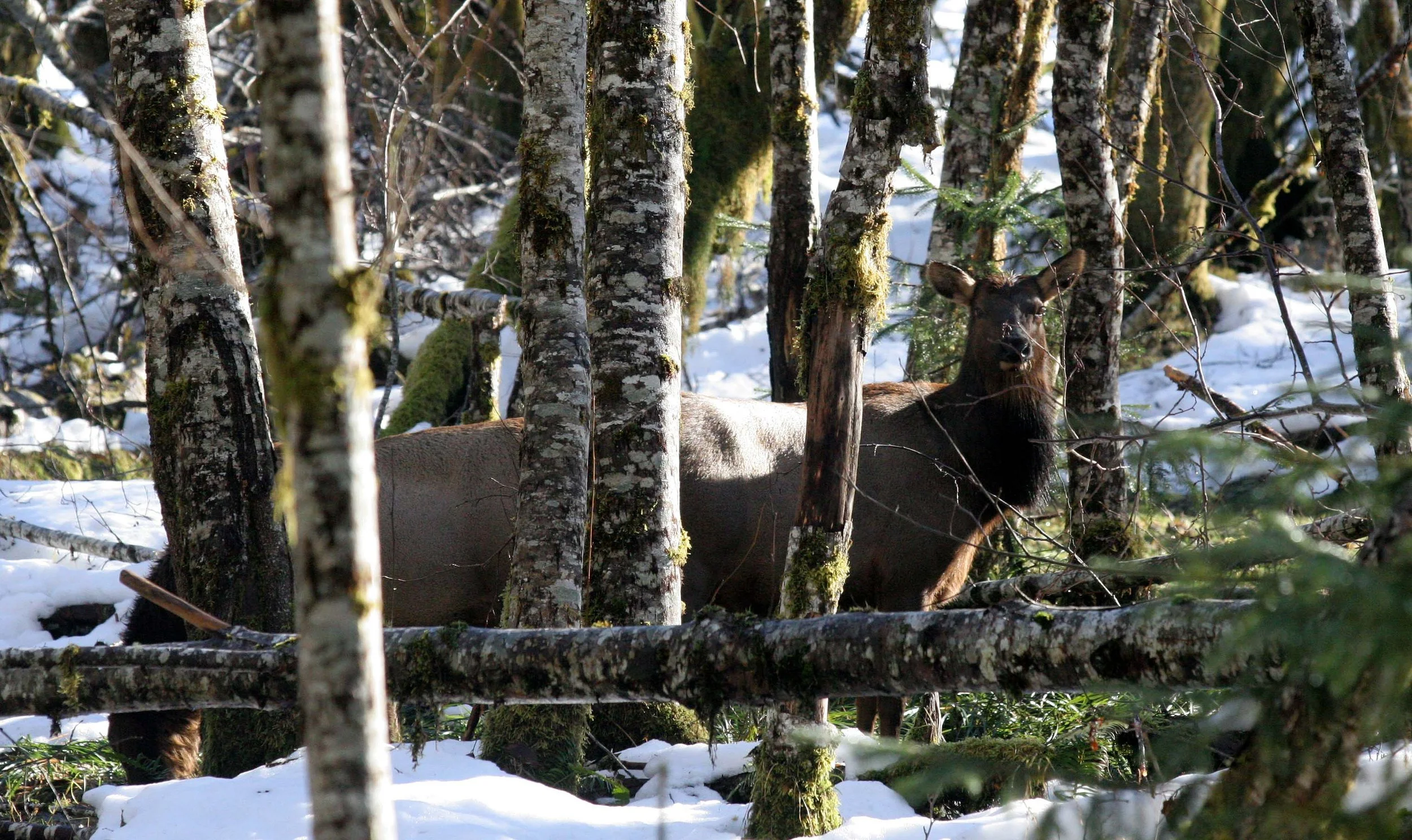 CERVID - ELK- ROOSEVELT ELK - HOH RAINFOREST WA (22).JPG