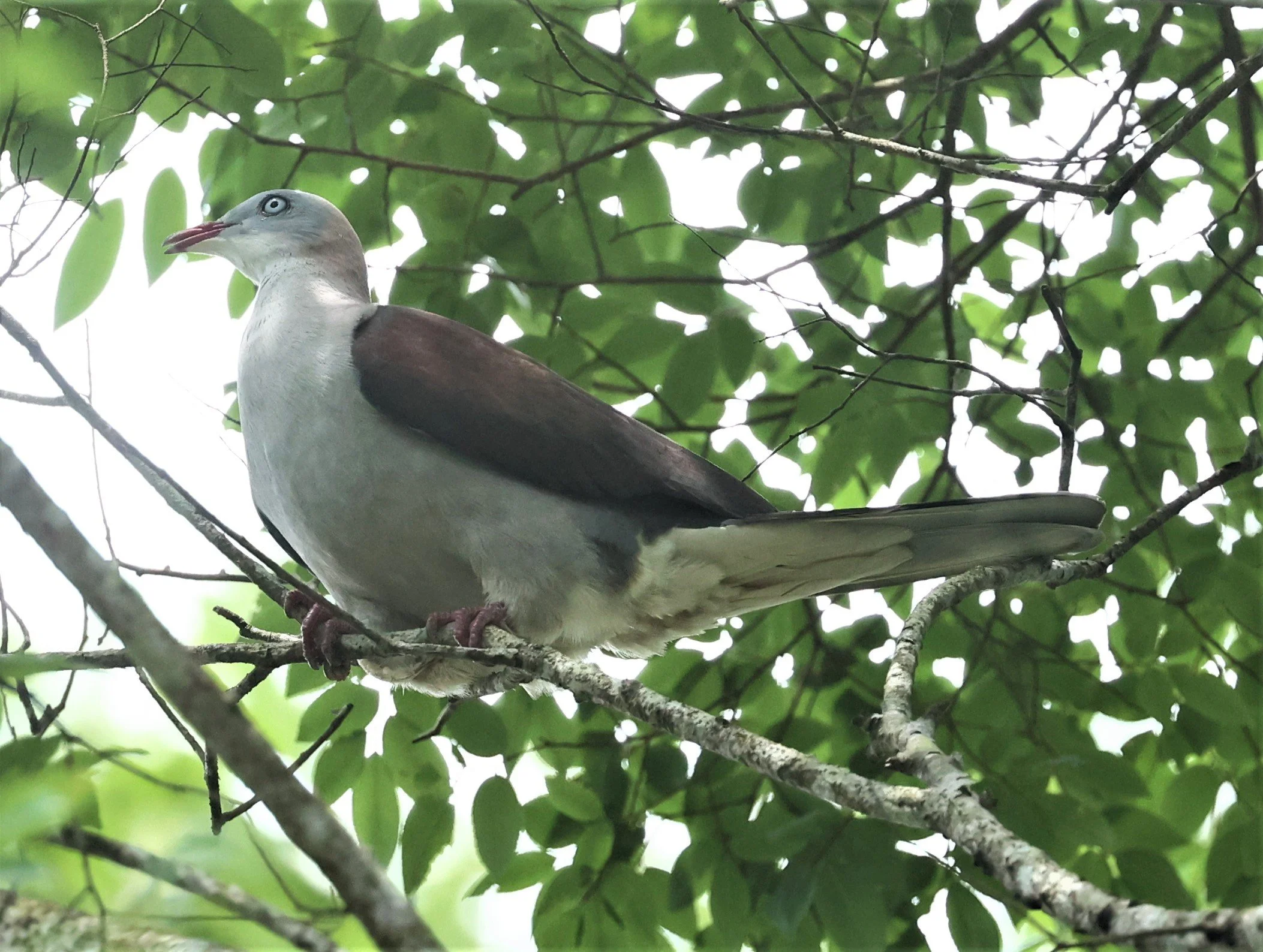 Mountain Imperial-Pigeon (Ducula badia) KhaoYai NP Thailand (14).jpg