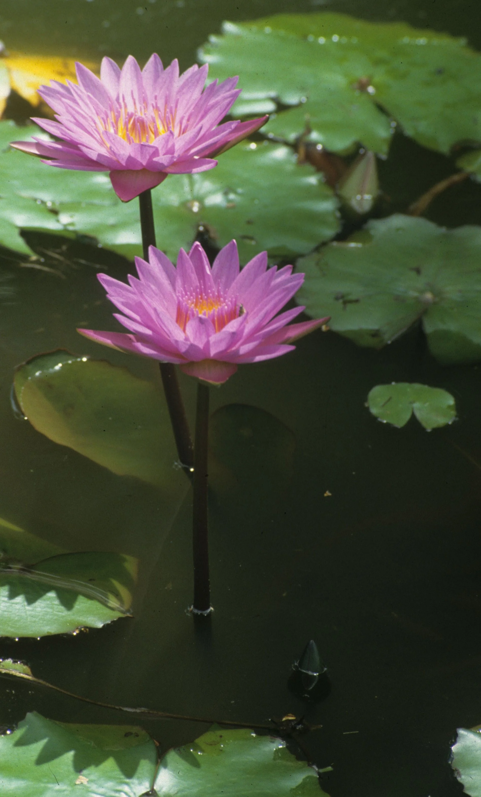 HAWAII - WATER LILY A (3).jpg