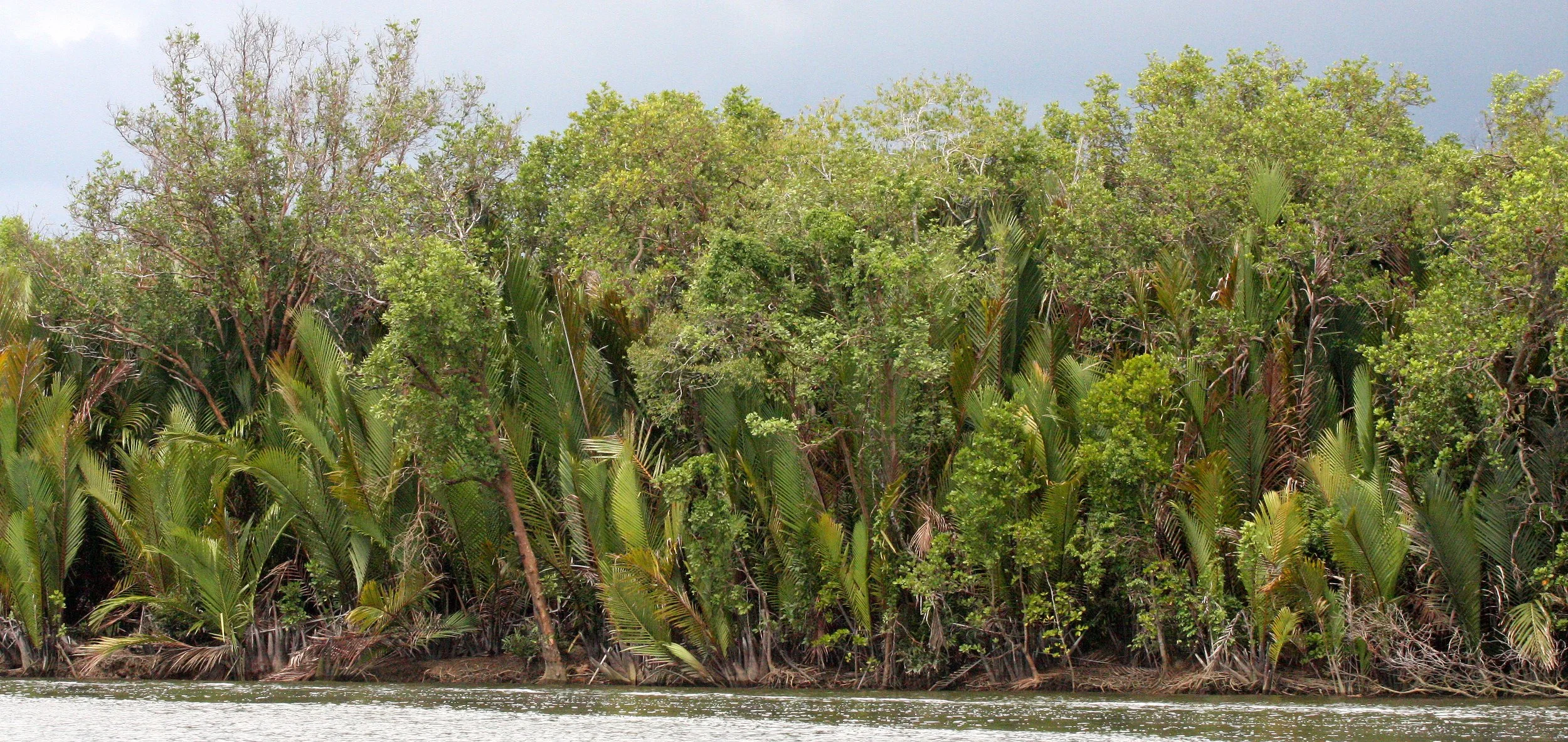 KINABATANGAN RIVER BORNEO - LI PALMS (4).JPG