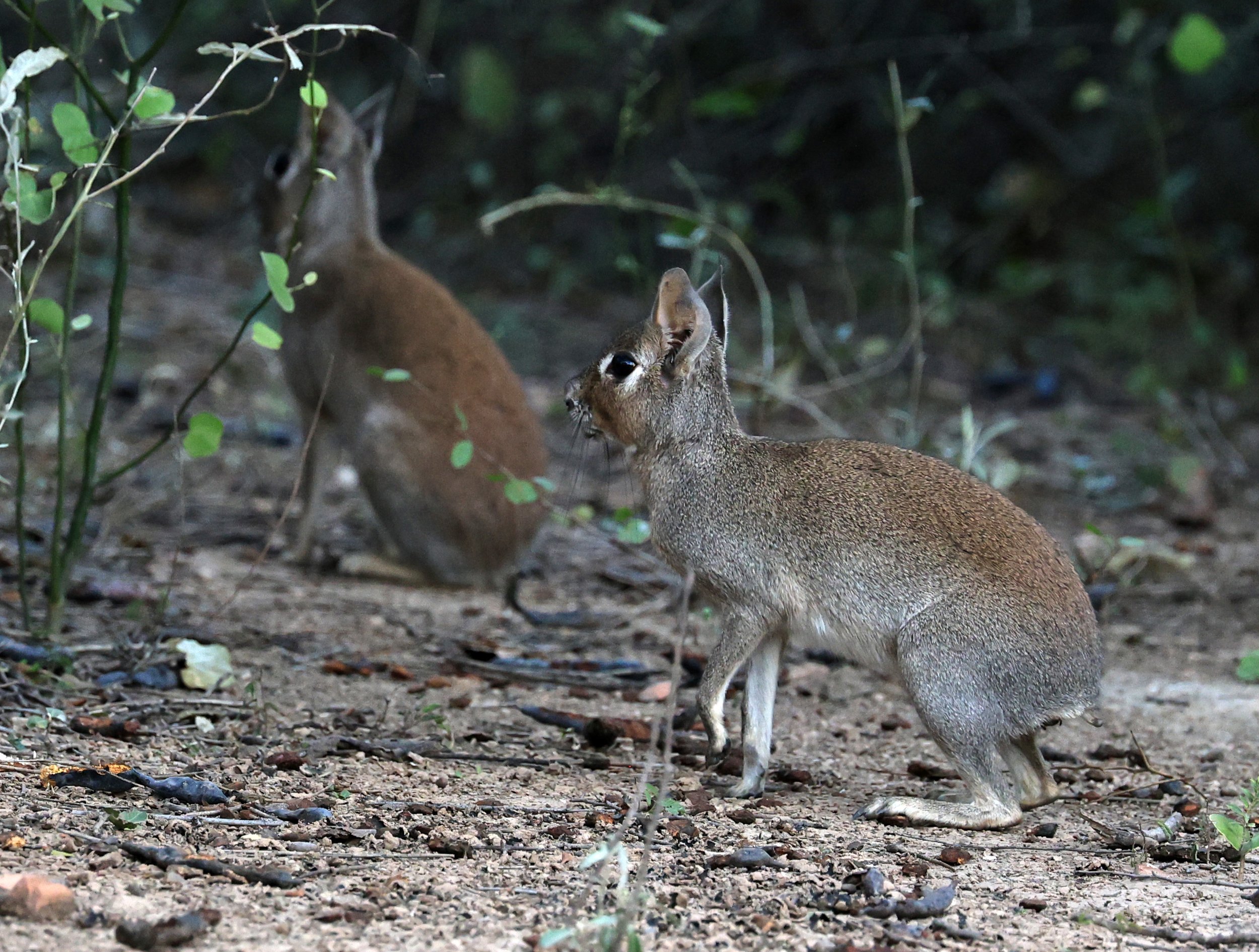 Chacoan Mara (Dolichotis salinicola) Hotel Campestre Iparoma Paraguay (16).jpg