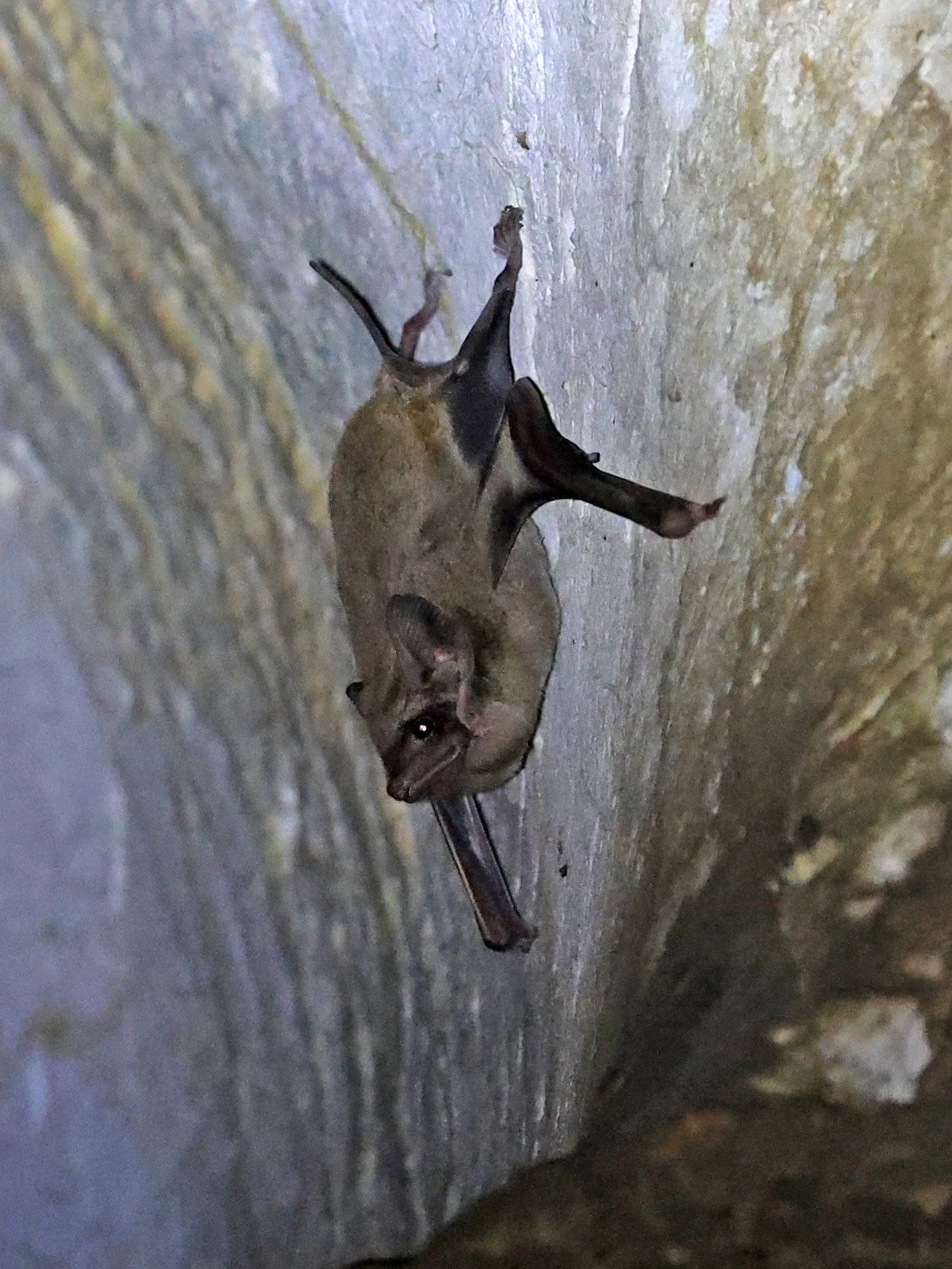 Black-bearded Tomb Bat (Taphozous melanopogon) Wat Thewarup Songtham Temple Pak Chong Thailand (11).jpg