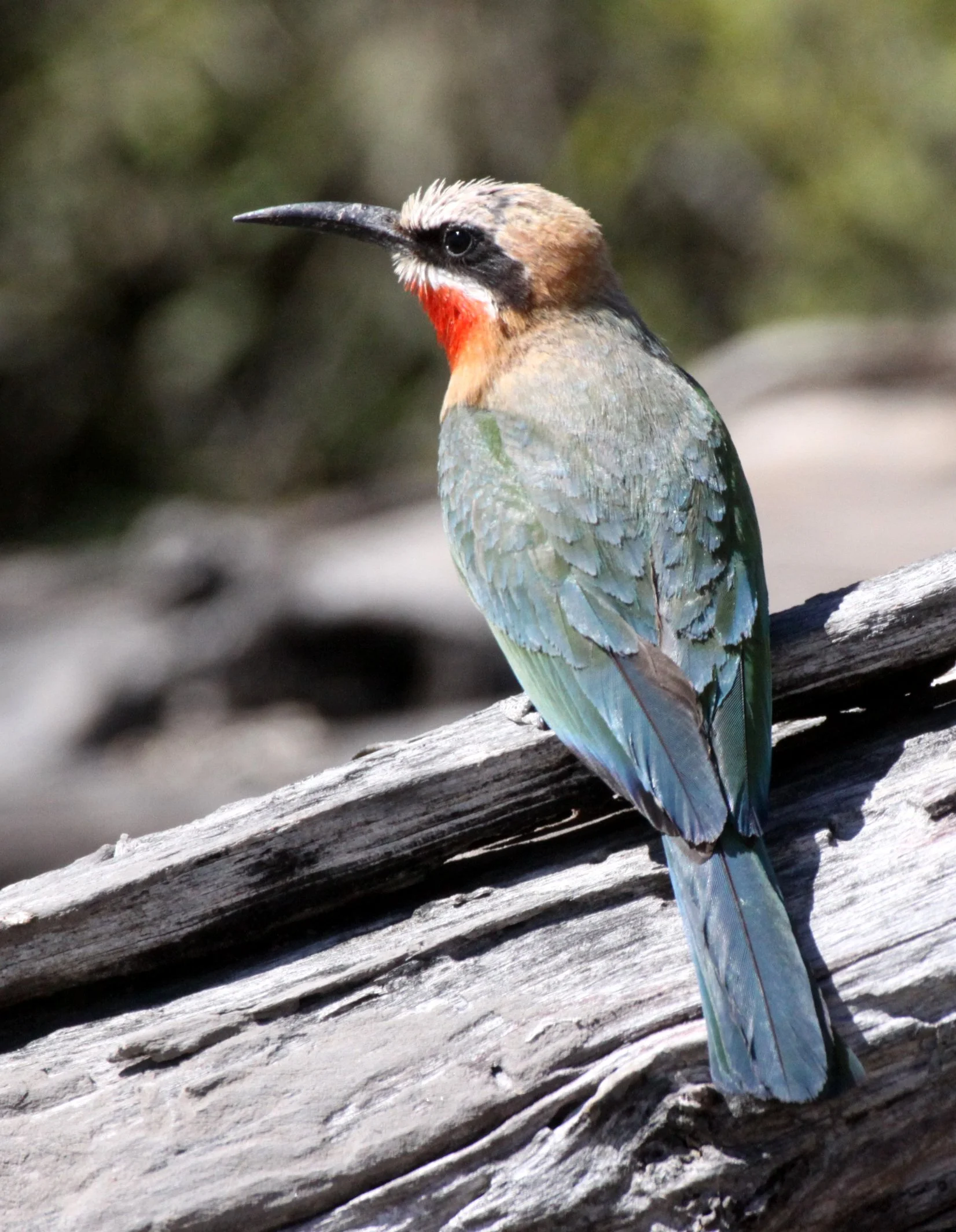 BIRD - BEE-EATER - WHITE-FRONTED BEE-EATER - MEROPS BOLLUCKOIDES - CHOBE NATIONAL PARK BOTSWANA.JPG