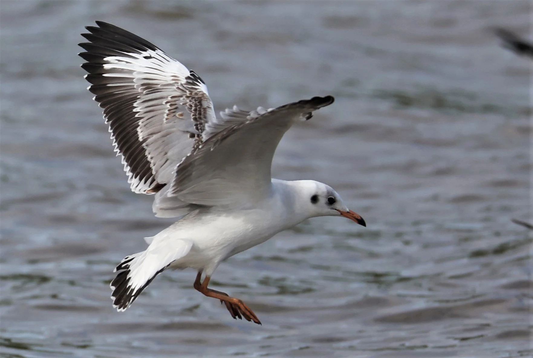 GULL - BROWN HEADED GULL - Larus brunnicephalus - BANG PU 27 OCT 2021 (33).JPG