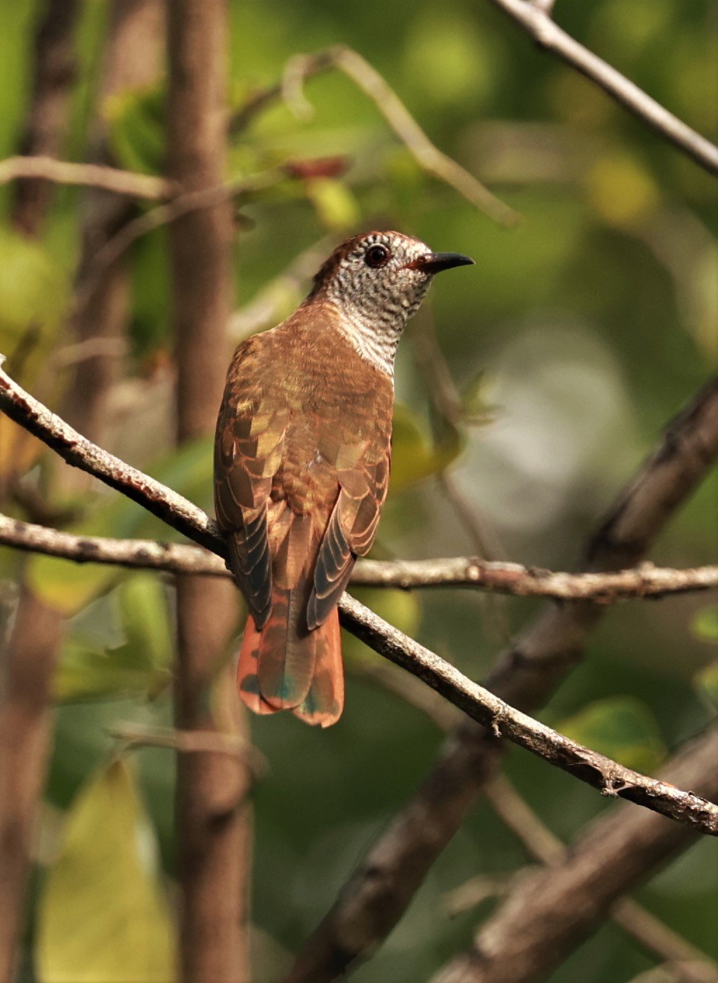 Violet Cuckoo (Chrysococcyx xanthorhynchus) Rama IX Park Bangkok (79).jpg