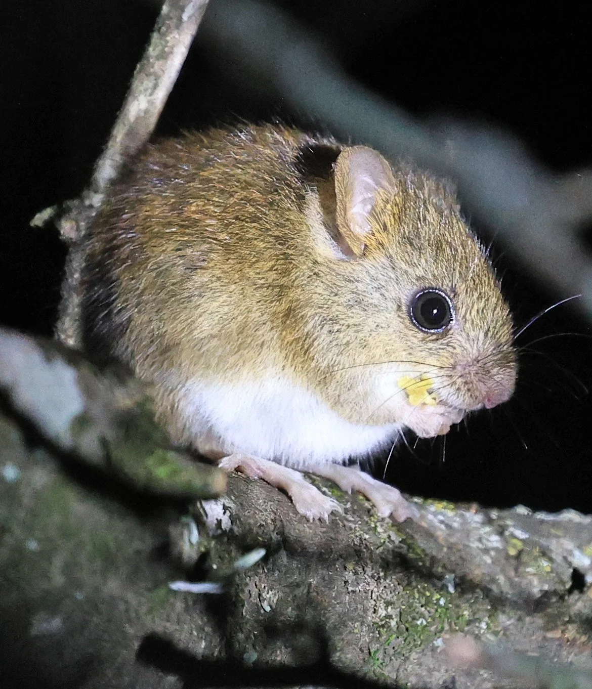 Chacoan pygmy rice rat (Oligoryzomys chacoensis) Reserva Nueland  Selva Serena 
