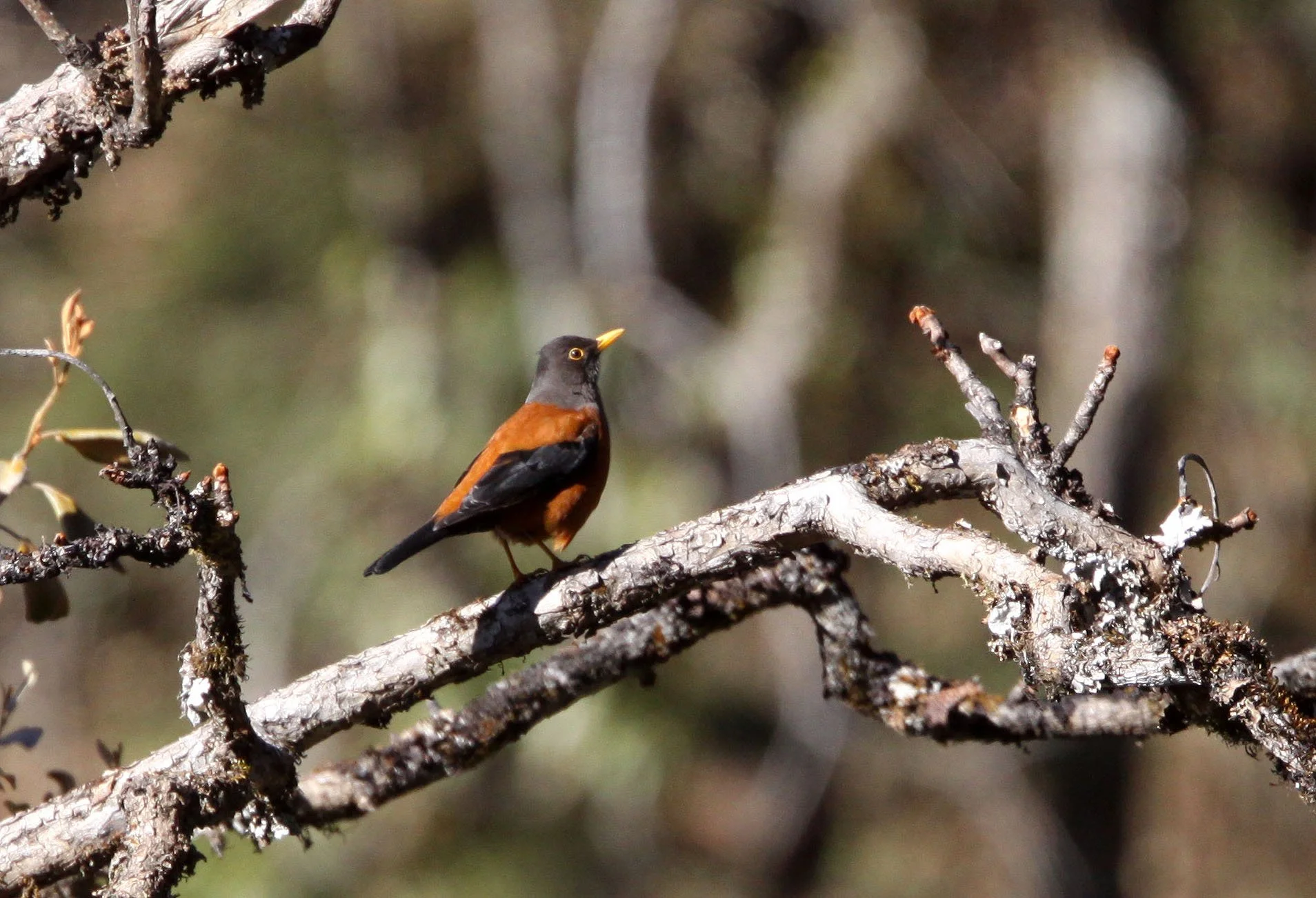 Chestnut Thrush (Turdus rubrocanus) Baima Snow Mountain Yunnan (1).JPG