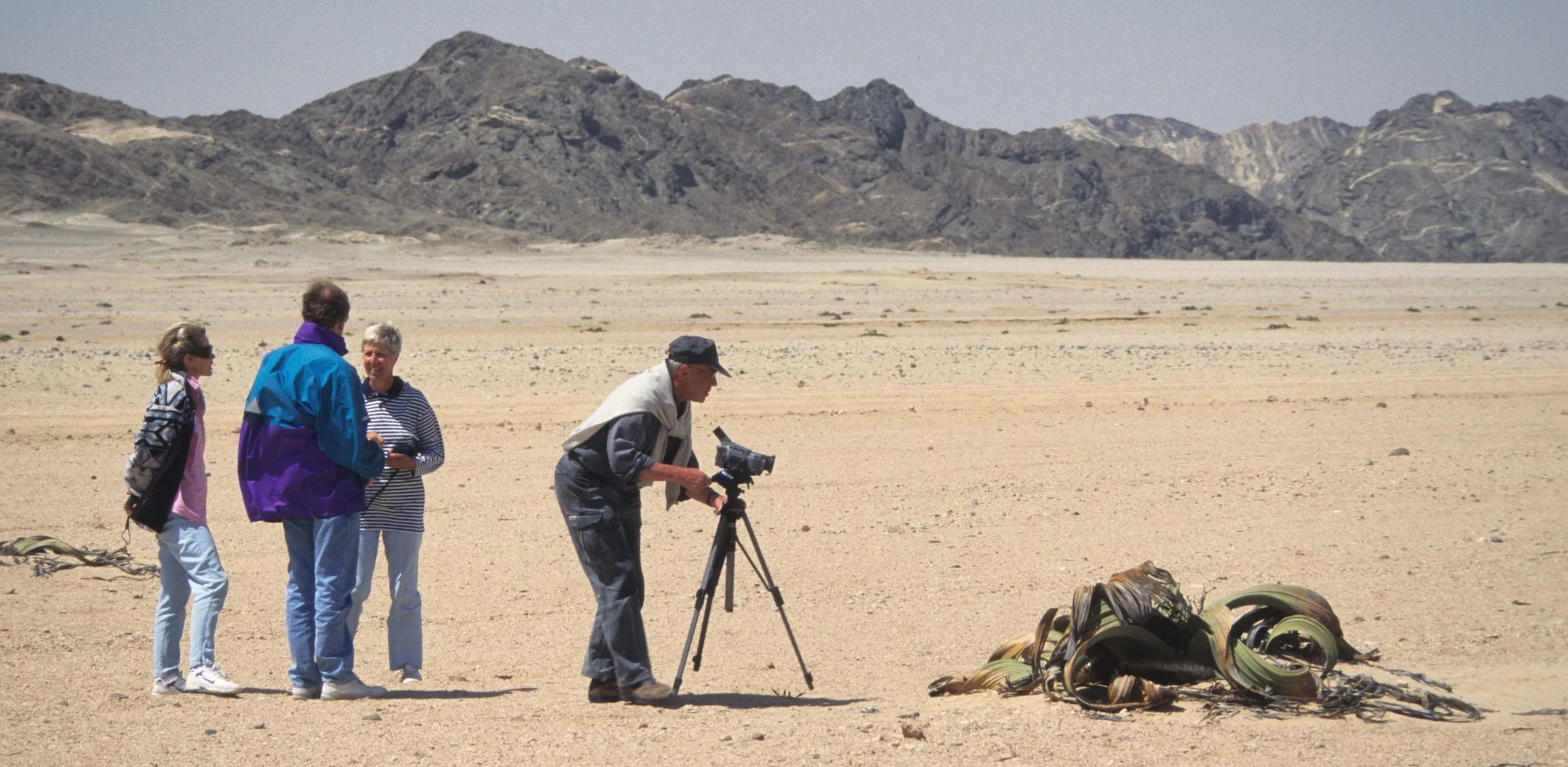 NAMIB DESERT WELWICHIA PLANT.jpg
