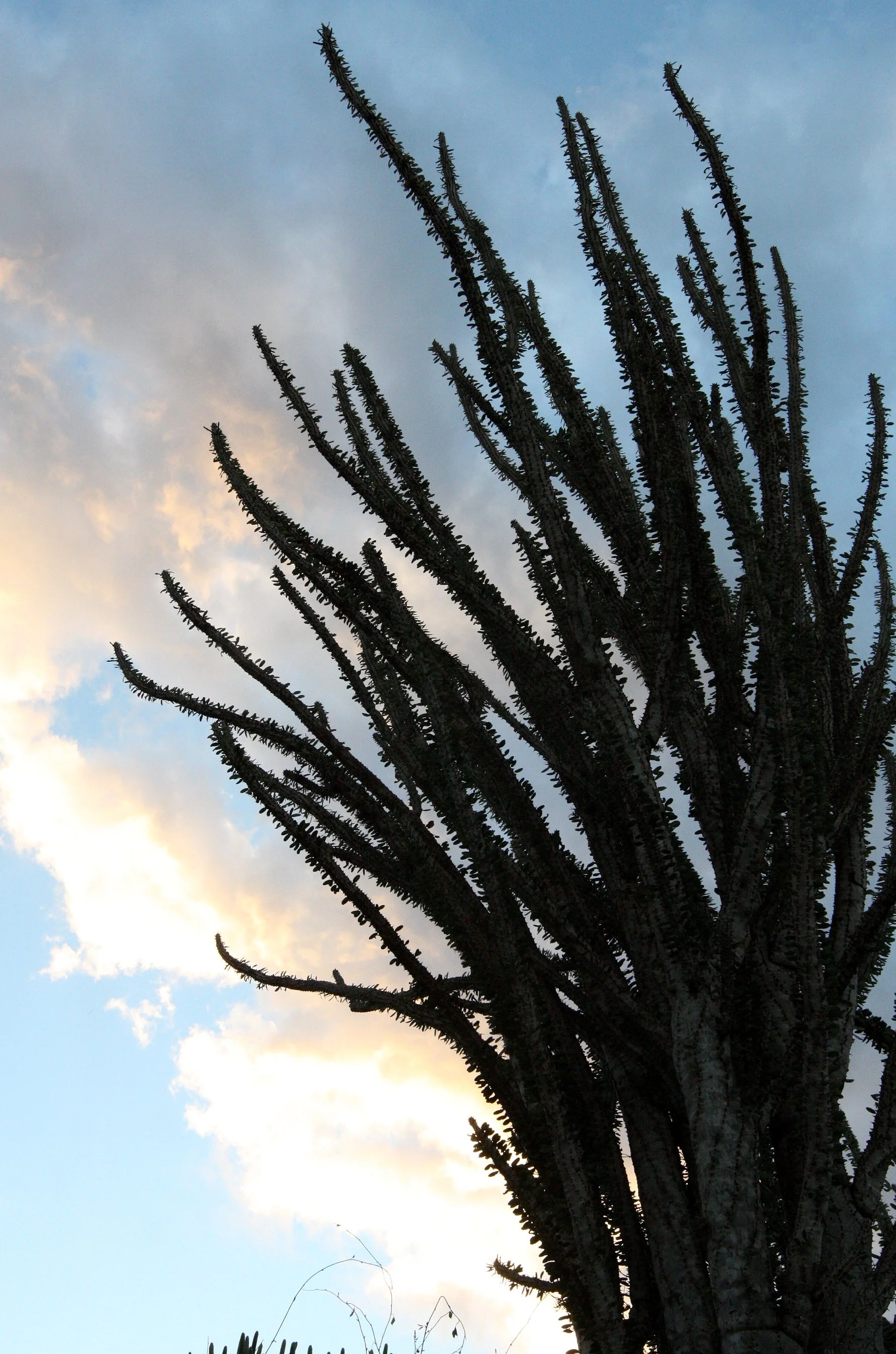 BERENTY RESERVE MADAGASCAR - SUNSET OVER THE SPINY FOREST (15).JPG