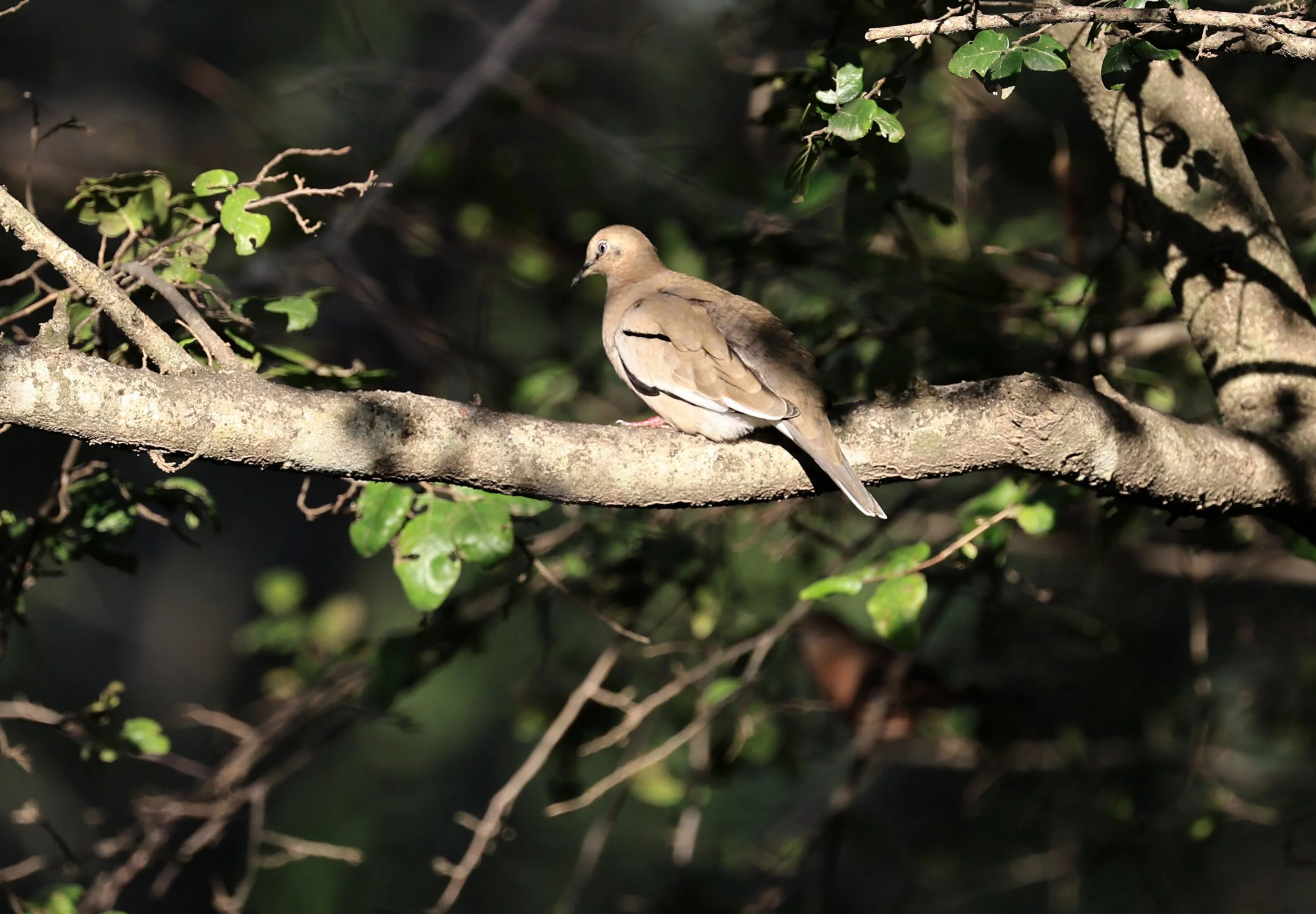 Eared Dove (Zenaida auriculata) Iparoma Paraguay