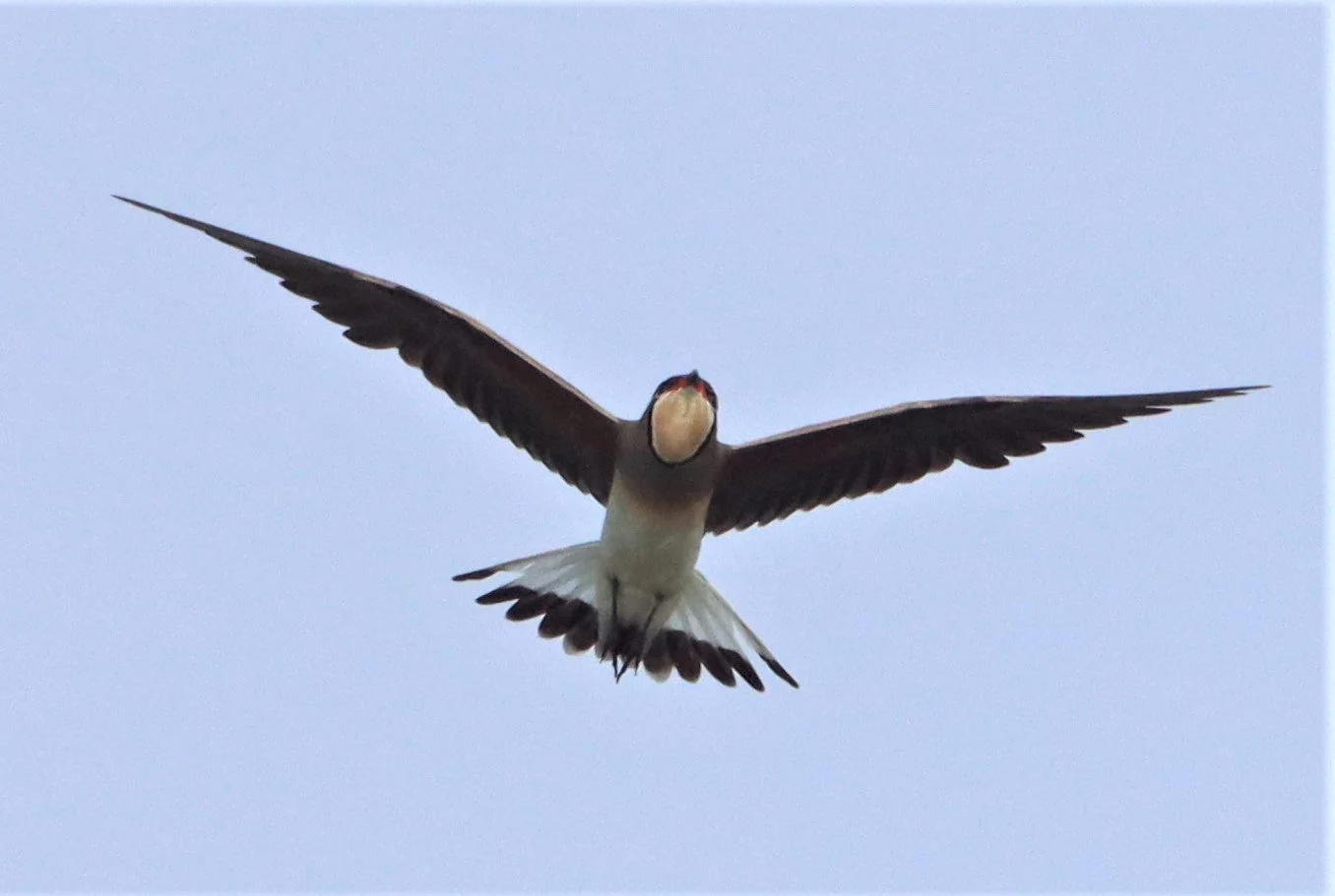 PRATINCOLE - ORIENTAL PRATINCOLE - Glaveola maldivarum -  PATHUM THANI RICE RESEARCH CENTER (15).jpg