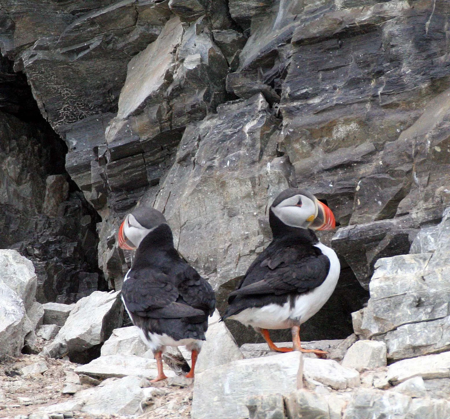 Fratercula arctica - ATLANTIC PUFFIN - SVALBARD (68).jpg