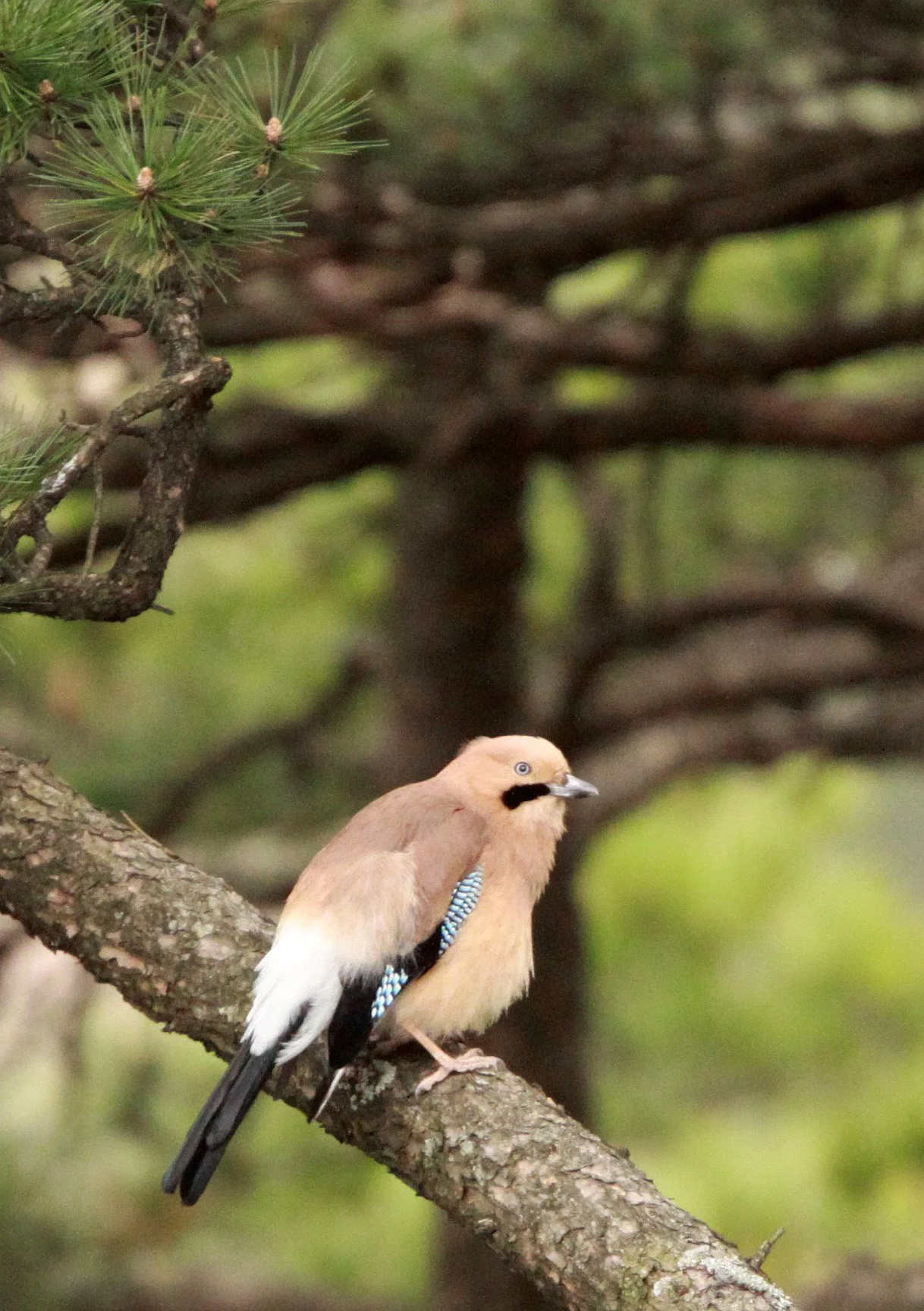BIRD - JAY - EURASIAN JAY - HUANGSHAN NATIONAL PARK - ANHUI PROVINCE CHINA (10).JPG
