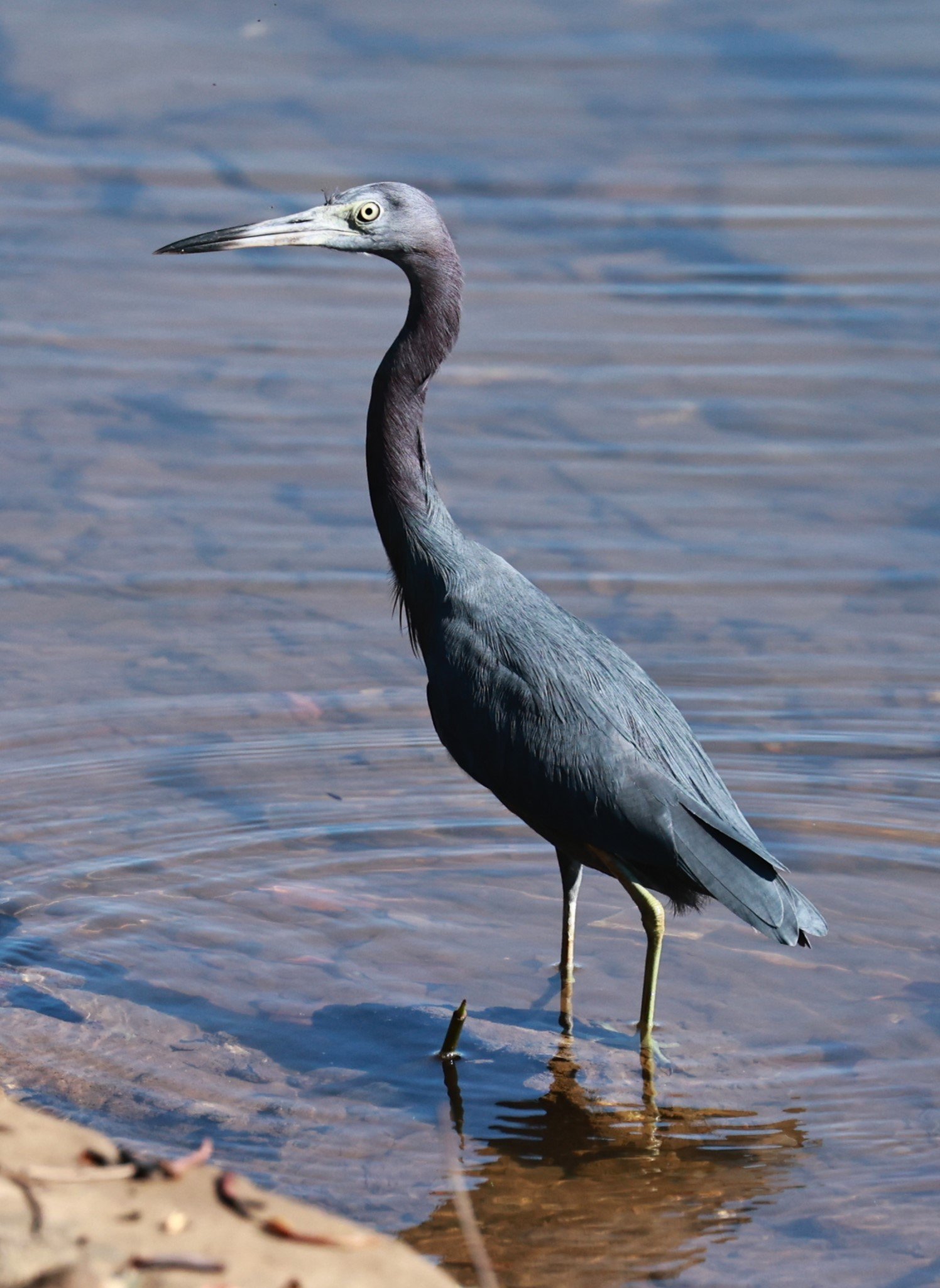 Heron - Little Blue Heron - Egretta caerulea - Illeus, Bahia Brazil, Una Township Area (8).JPG