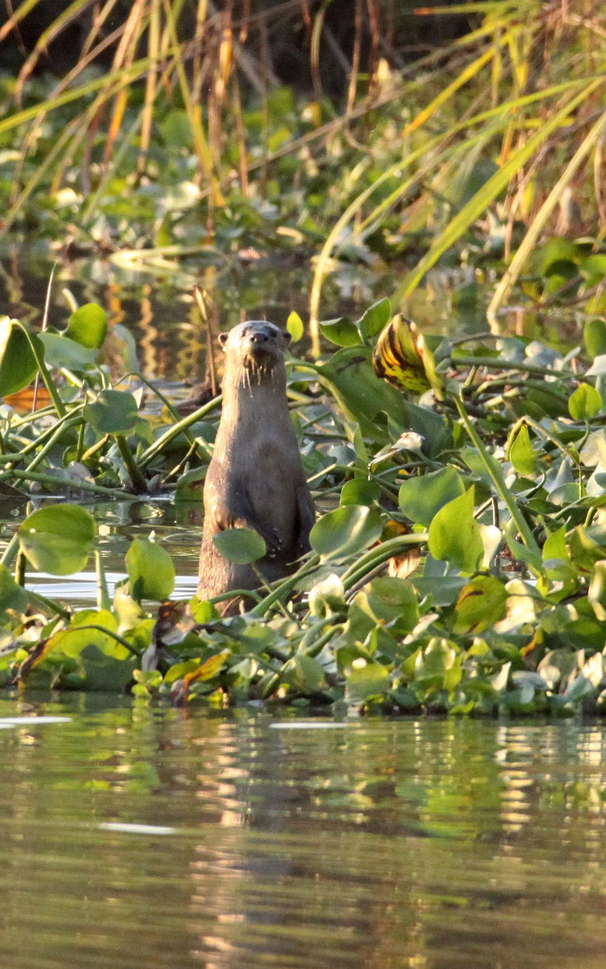 Lutrogale perspicillata perspicullata - (INDIAN) SMOOTH-COATED OTTER - KAZIRANGA NATIONAL PARK ASSAM INDIA (10).JPG