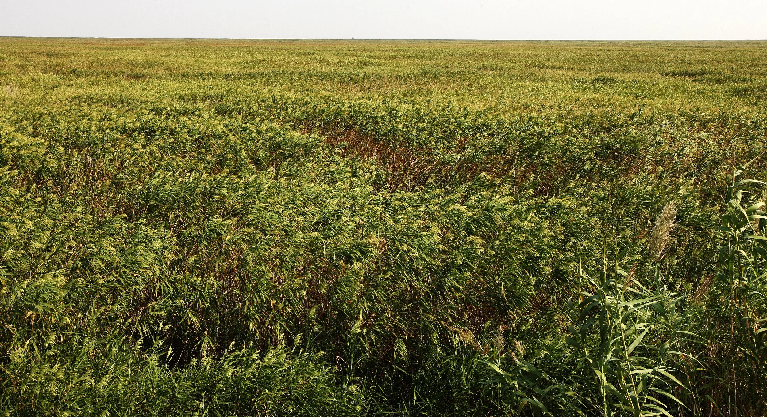 CHONGMING ISLAND - DONGTAN WETLANDS RESERVE (4).JPG