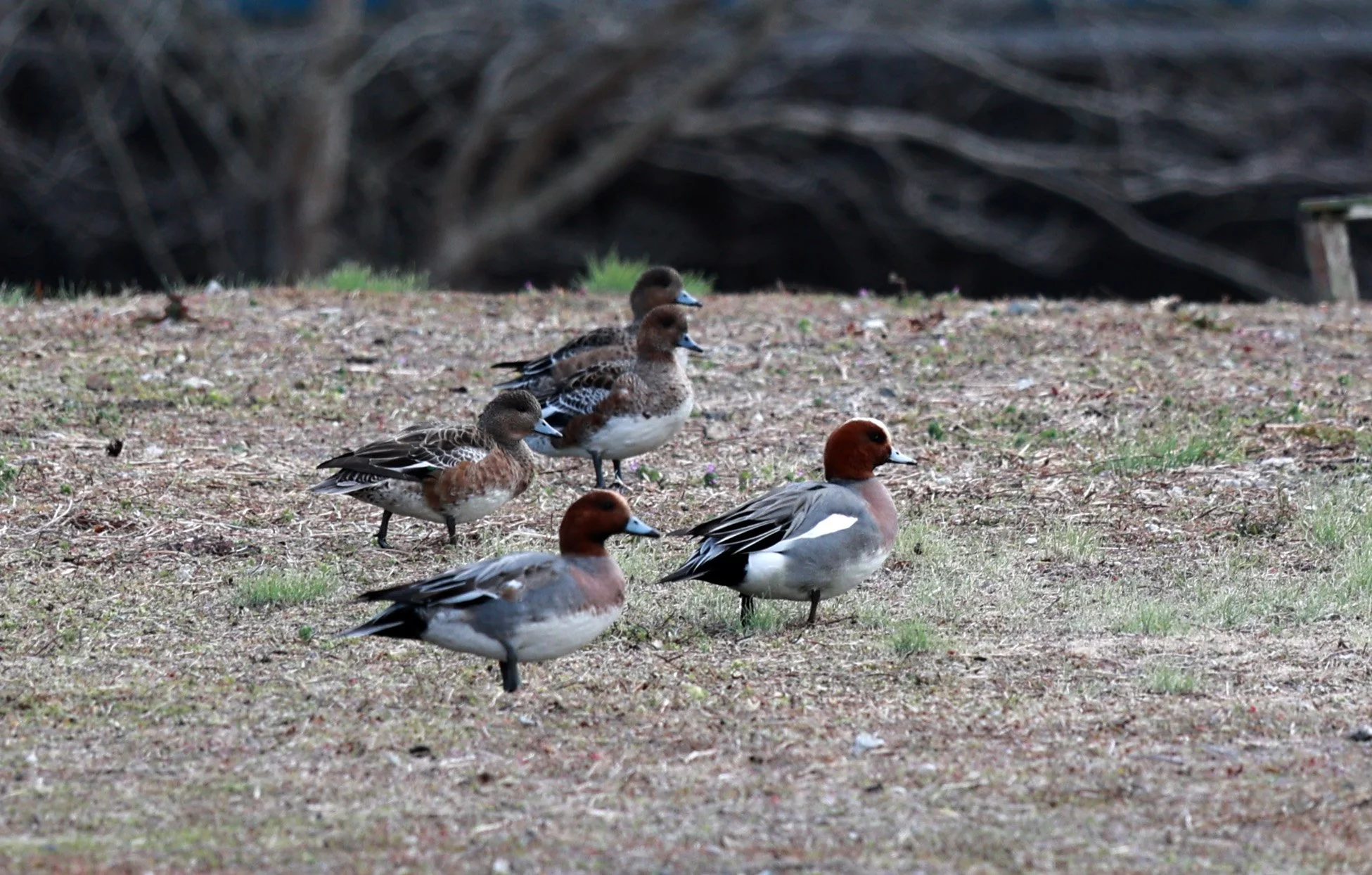 Eurasian wigeon (Mareca penelope) Izumi Crane Park & Center, Izumi Kagoshima Kyushu Japan (1).jpg