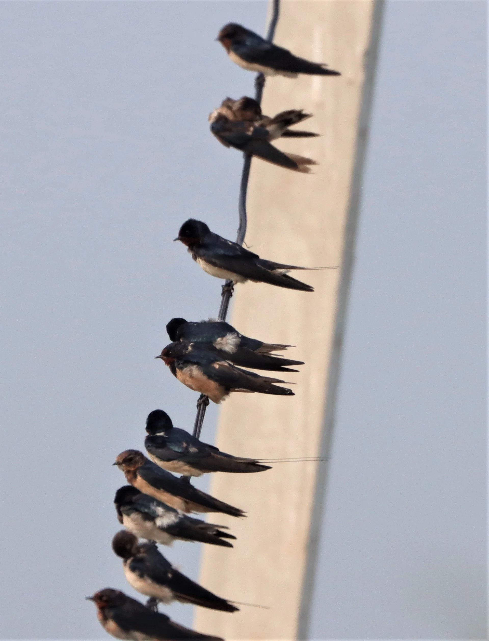 Barn Swallow (Hirundo rustica) Bang Khaem Wetlands Nakhon Pathom Thailand (29).jpg