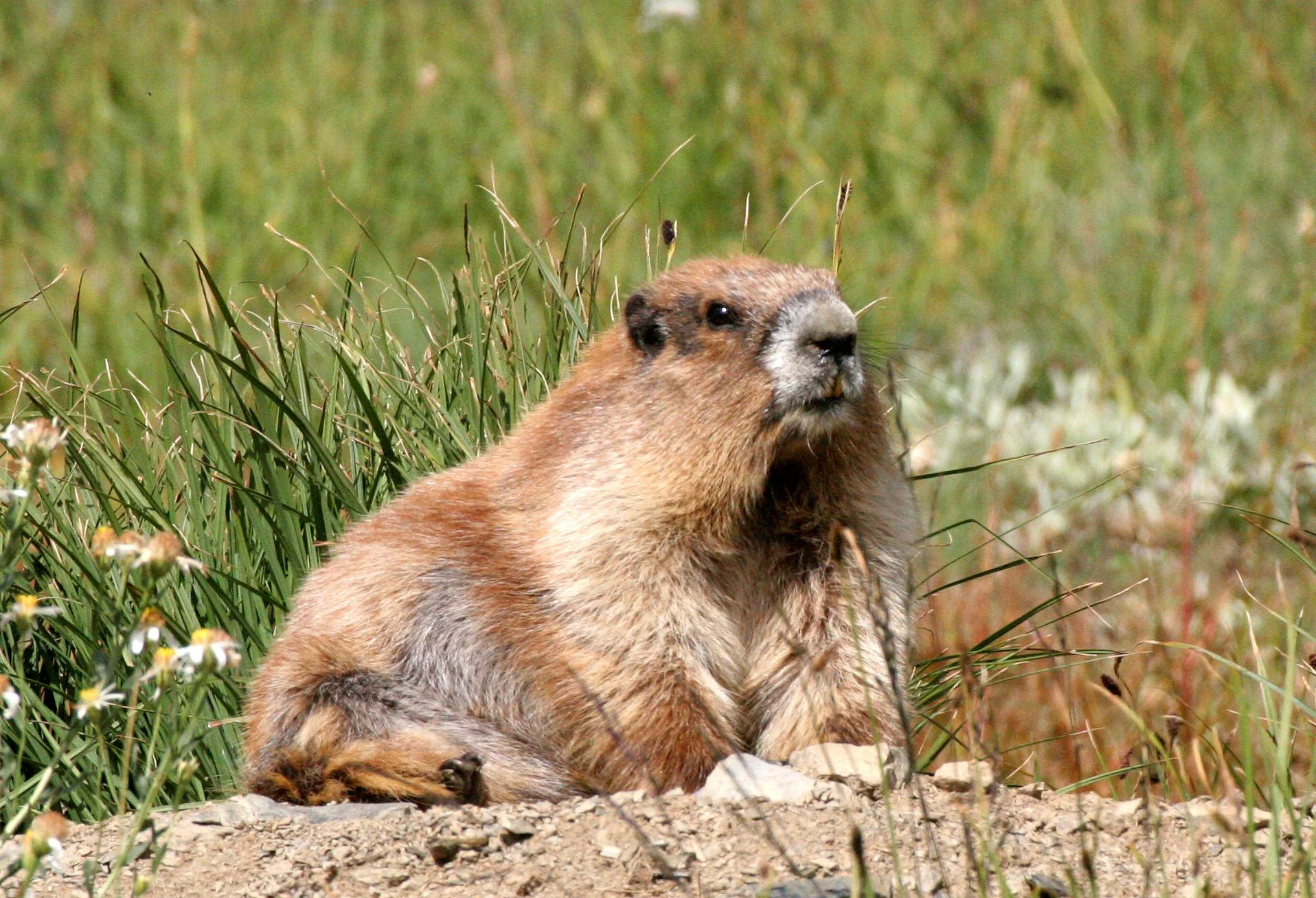 Marmota olympus - OLYMPIC MARMOT - OLYMPIC NATIONAL PARK OBSTRUCTION POINT ROAD (25).JPG