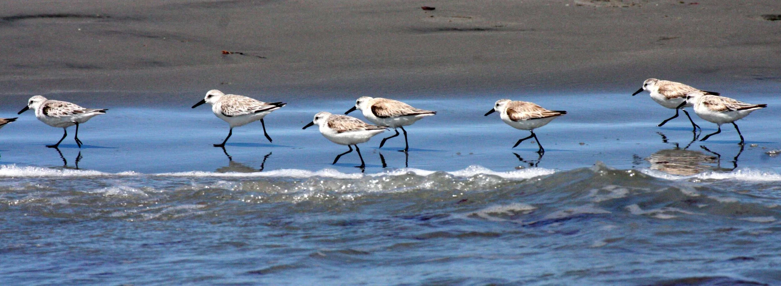 BIRD - SANDERLING - SAN IGNACIO LAGOON BAJA MEXICO (2).JPG
