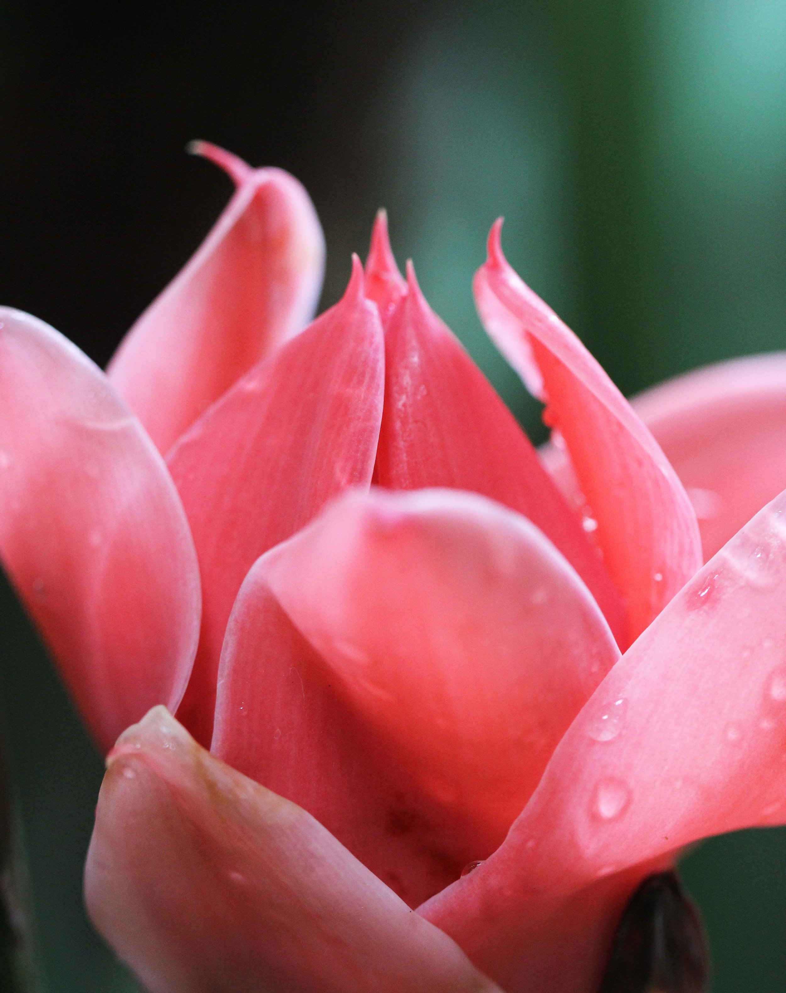 2013 in Nakhonsithammarat and some Krabi with Family (37).JPG