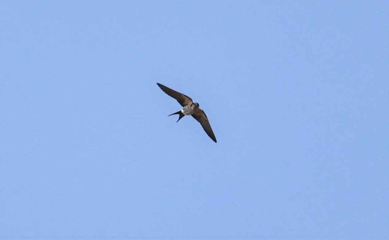 Red-rumped Swallow (Hirundo daurica) Chiang Dao Rice Fields Chiang Mai Thailand (9).jpg