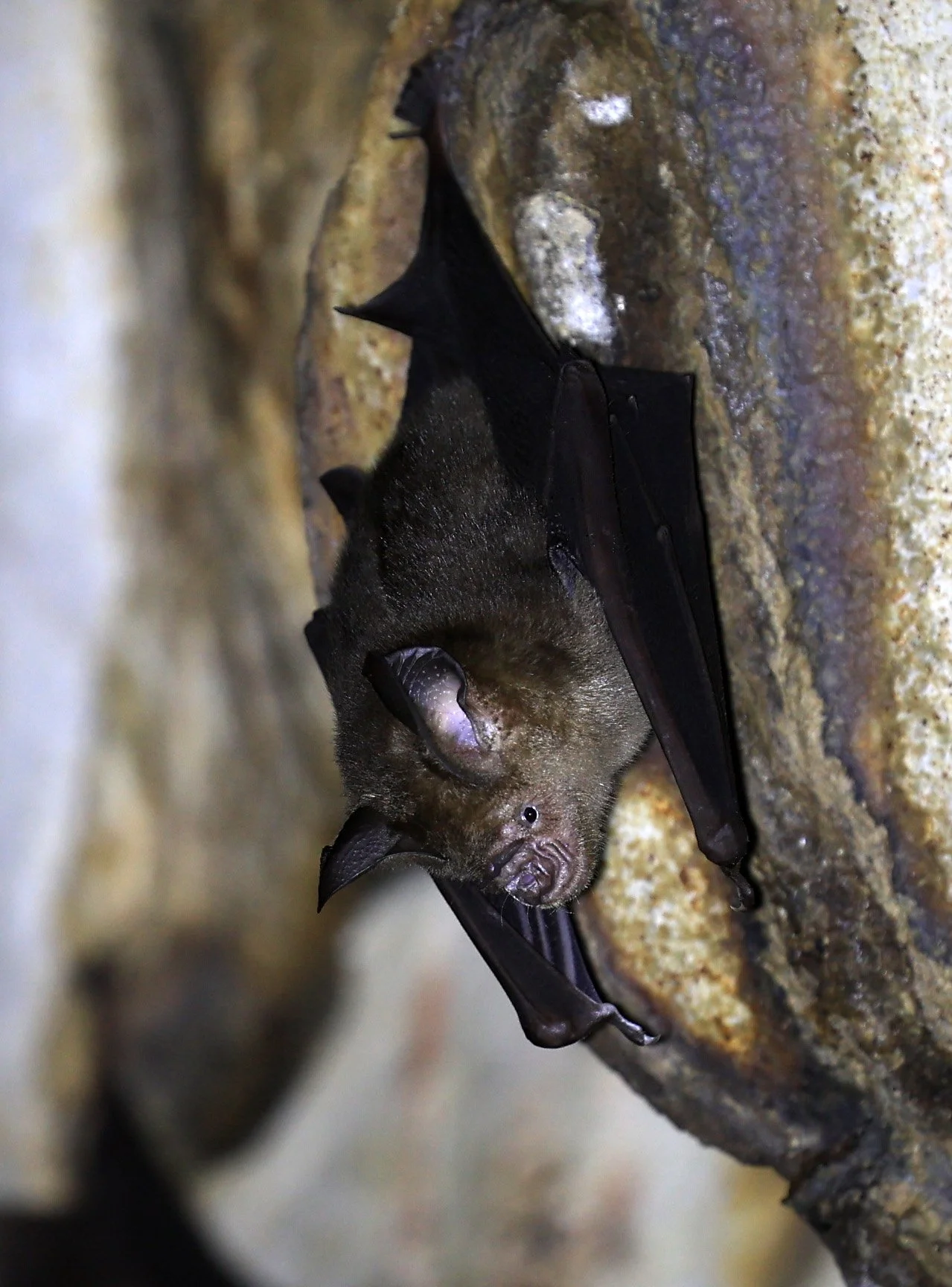 Horsfield’s Leaf-nosed Bat (Hipposideros.larvatus) Wat Tham Sila Thong Temple Pak Chong Thailand near Khao Yai (96).jpg