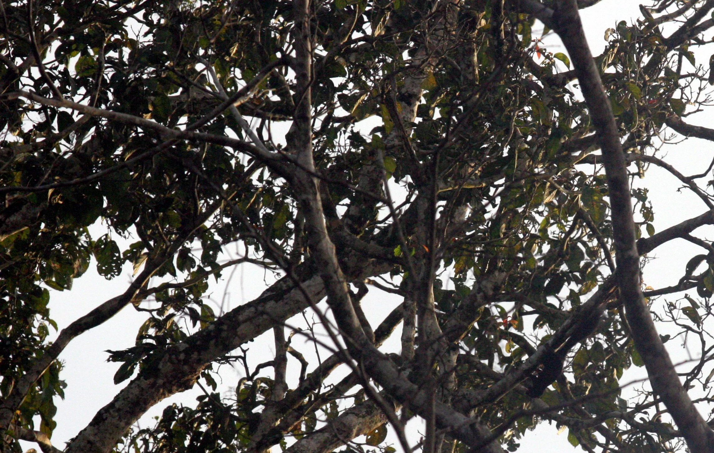 Callosciurus prevostii - PREVOST'S SQUIRREL - KINABATANGAN RIVER BORNEO  (37).JPG
