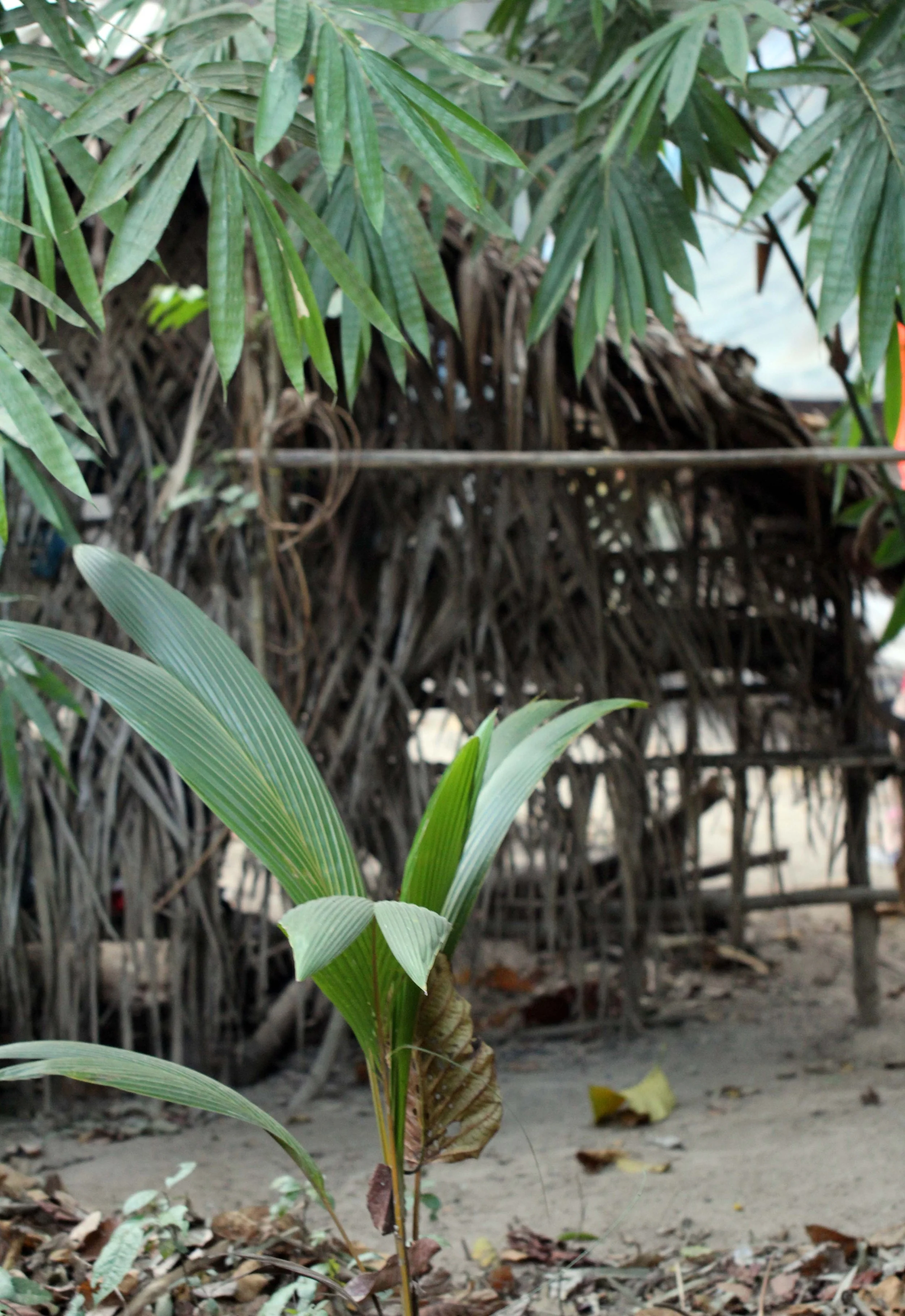 2014 ISB Trip to Patthalung Maniq Village (Sakai People) (19).JPG