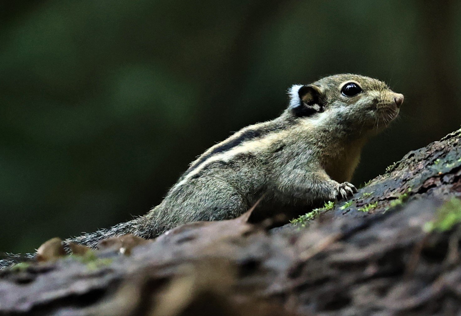 Tamiops mcclellandii - HIMALAYAN STRIPED SQUIRREL - BUKIT TINGGI MALAYSIA JUNE 2022 (15).jpg