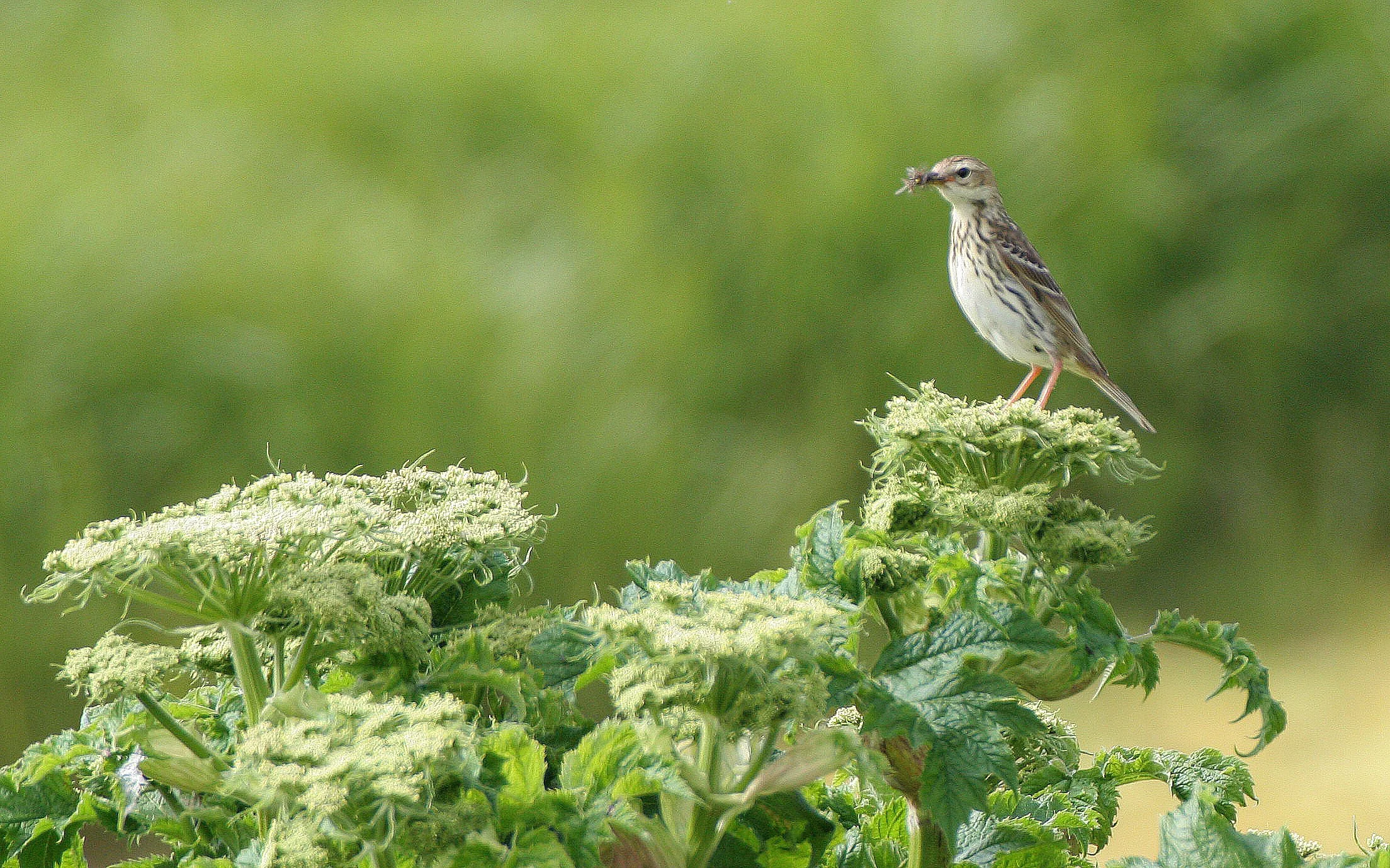 Red-throated Pipit (Anthus cervinus) COMMANDER ISLANDS Russia (2).jpg