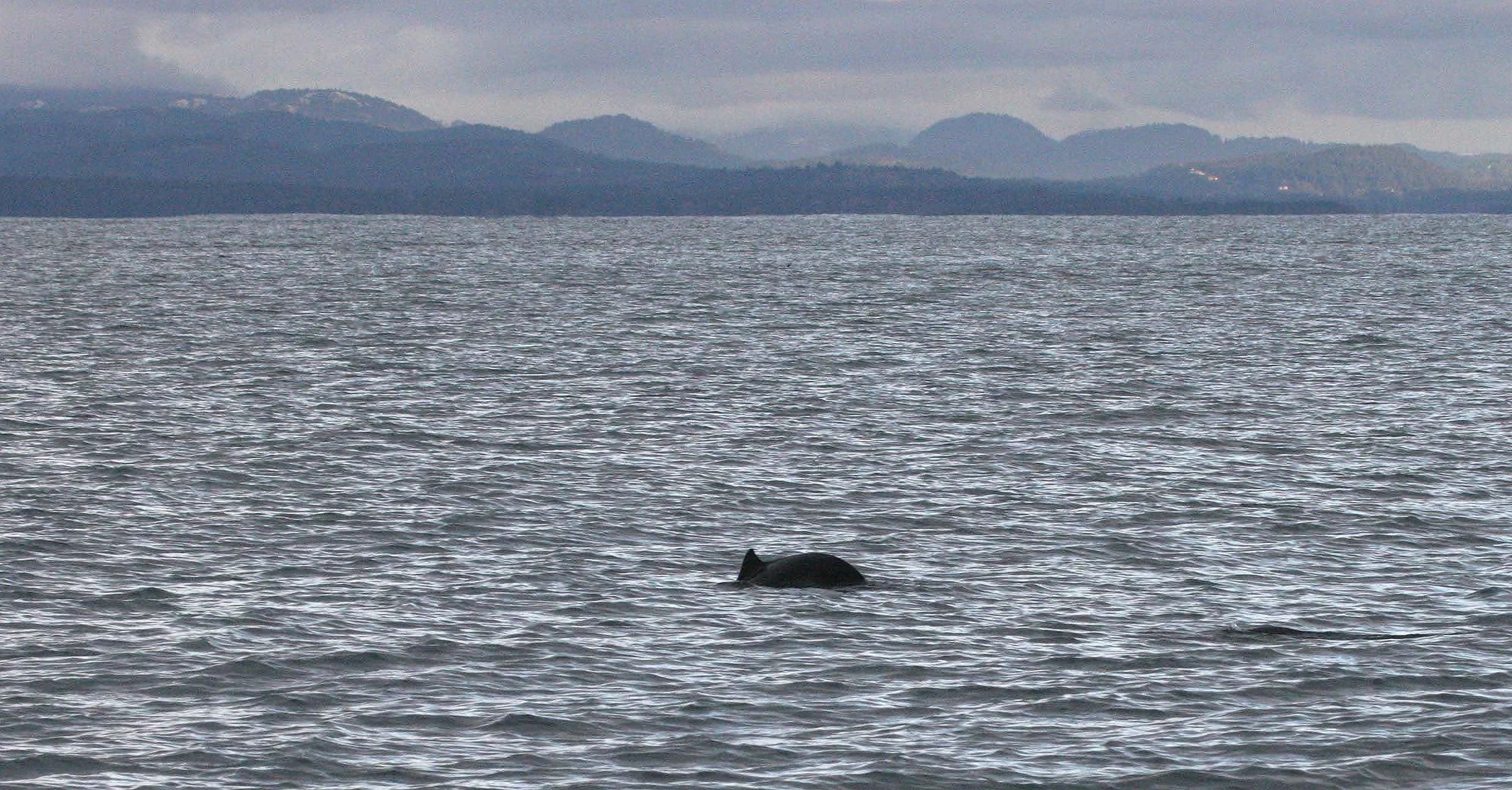 CETACEAN - DOLPHIN - COMMON - EDIZ HOOK AREA B.jpg