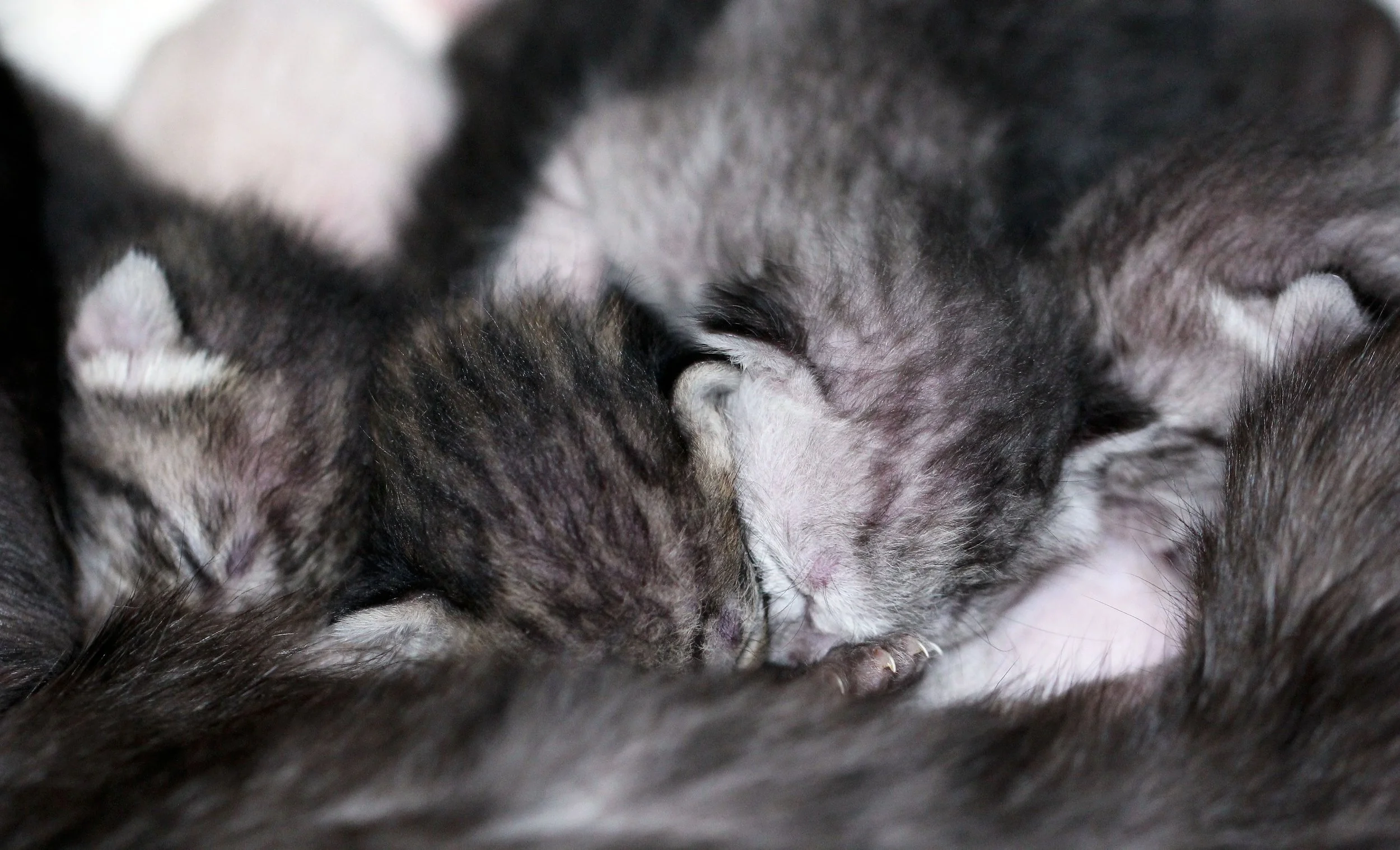 2017 Graffiti Tour in Bangkok (568).JPG