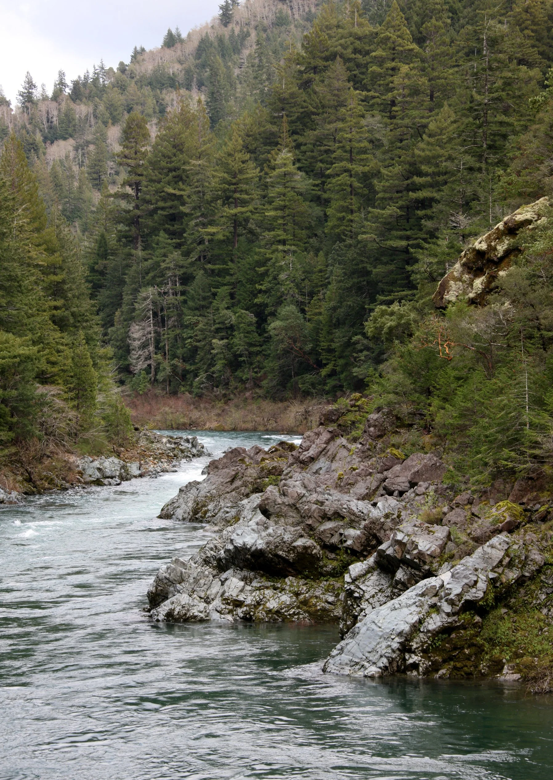 JEDIDIAH SMITH REDWOODS STATE PARK CALIFORNIA (2).JPG