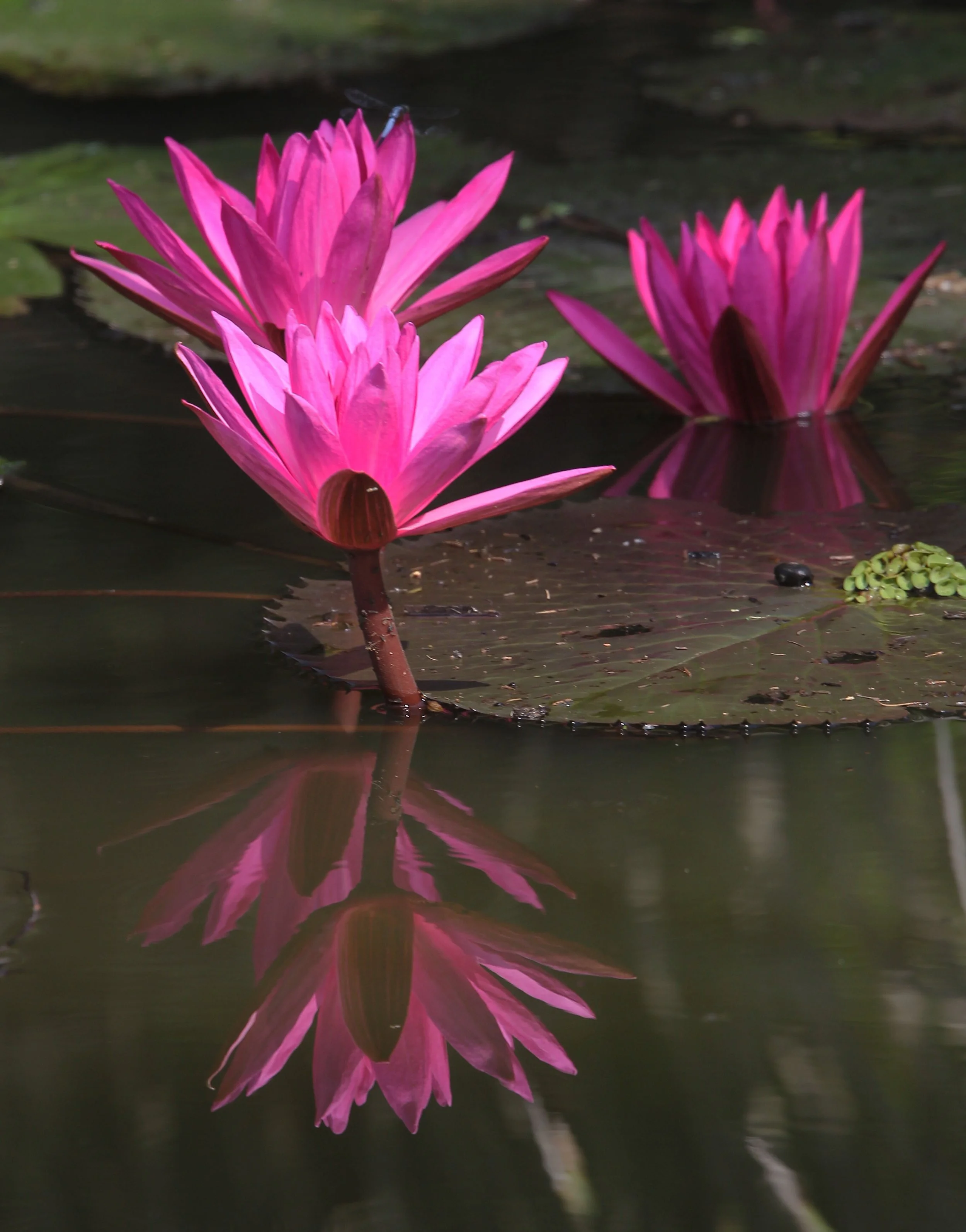 2015 Koh Lanta October Break Trip  (346).JPG