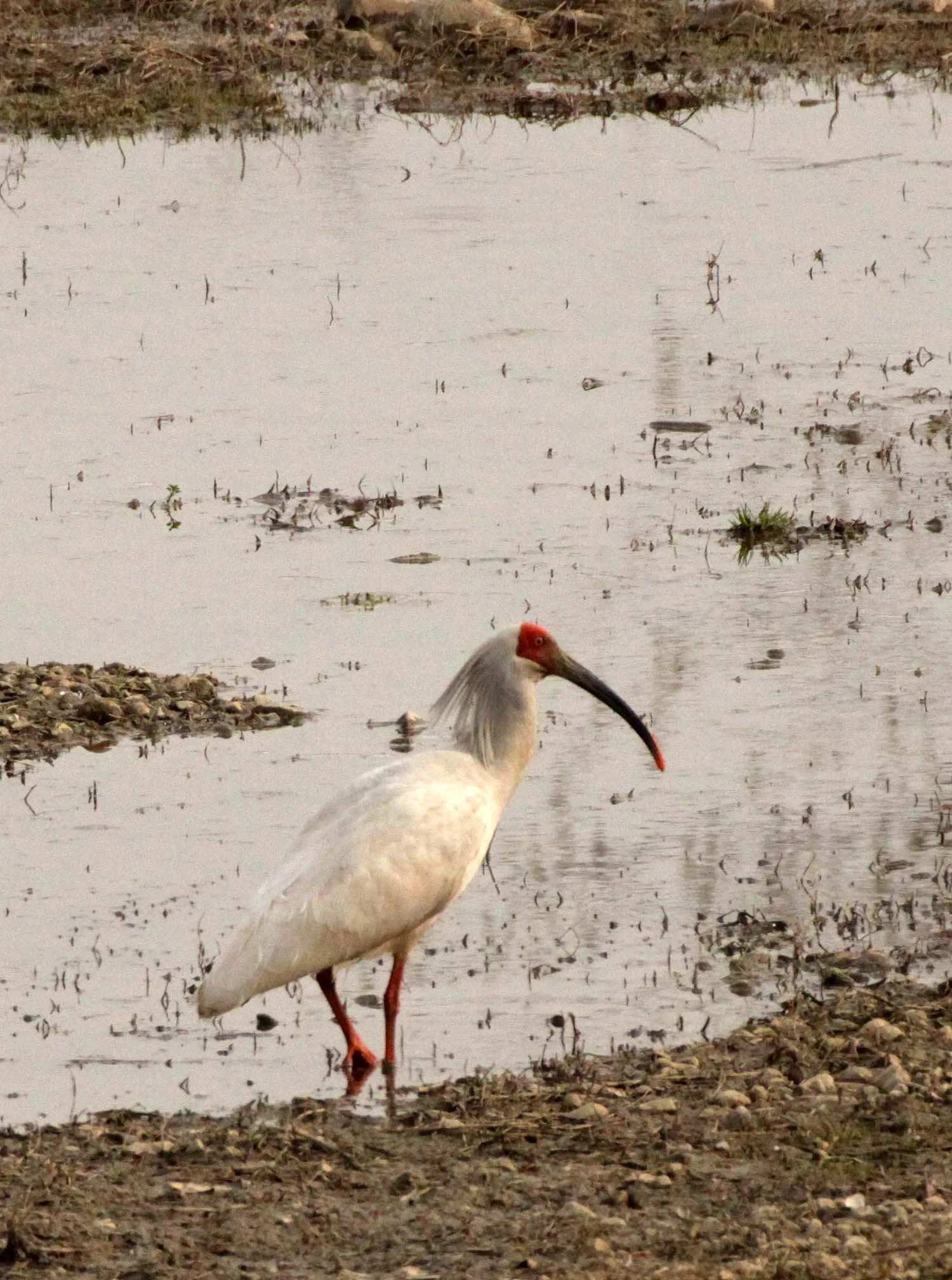 IBIS - CRESTED IBIS - Nipponia nippon - YANG COUNTY SHAANXI PROVINCE CHINA (78).JPG