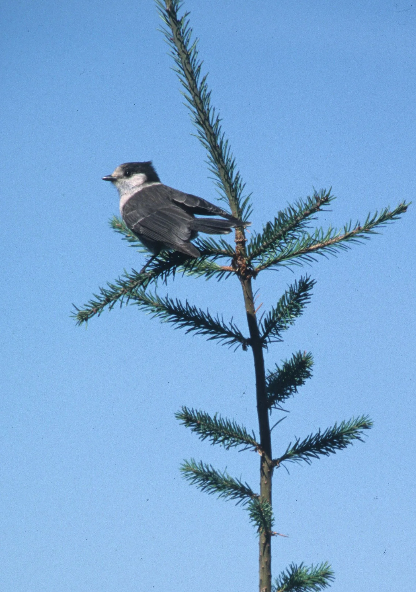 BIRD - JAY - GRAY - RIDGE ROAD B.jpg