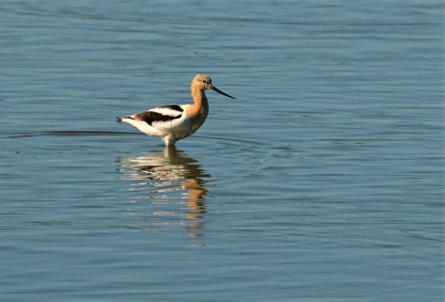 Recurvirostra americana - AMERICAN AVOCET - ELKHORN SLOUGH MOSS LANDING CALIFORNIA AUGUST 2022 (12).jpg