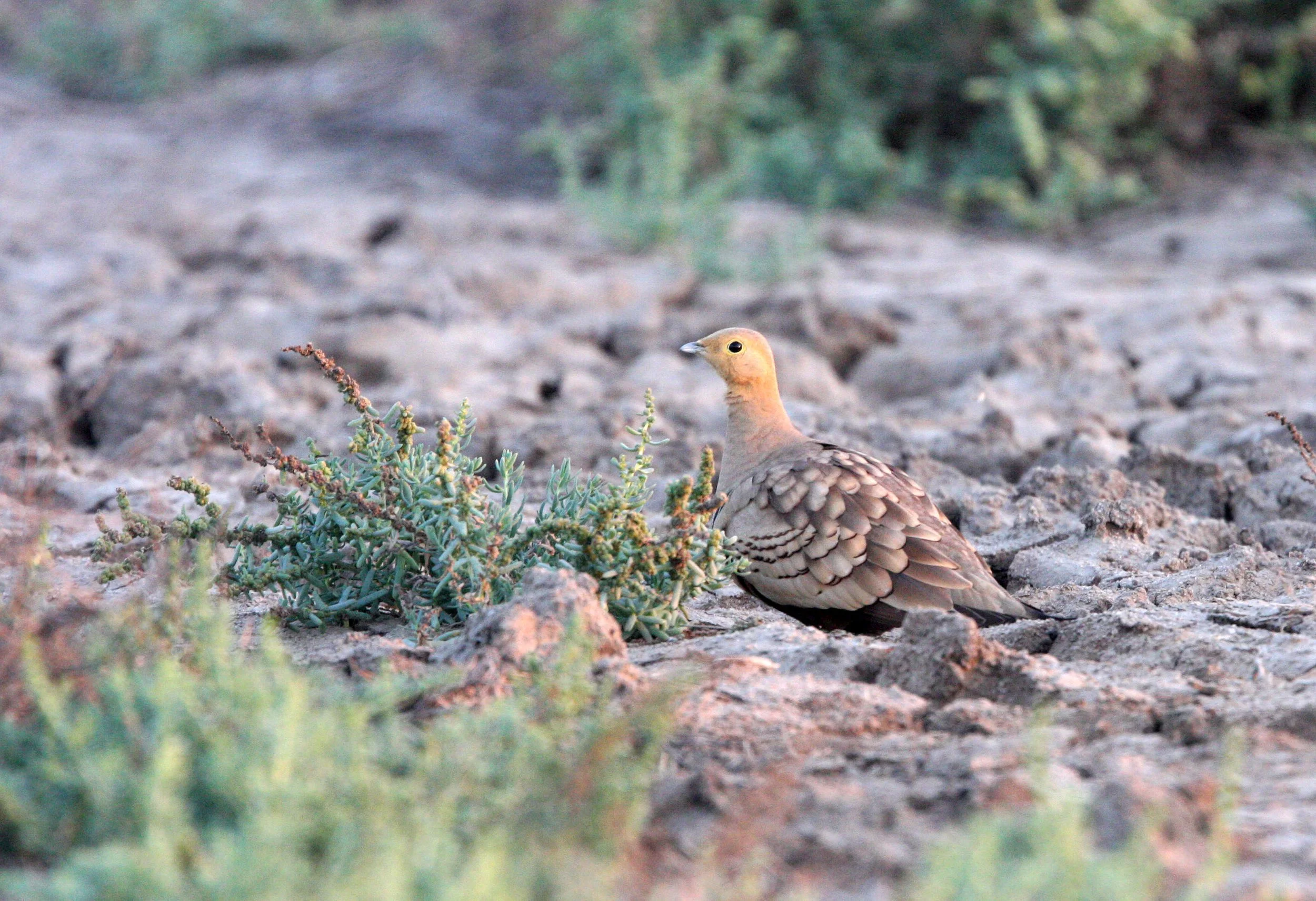 Chestnut-bellied Sandgrouse (Pterocles exustus) Little Rann of Kutch India (3).JPG