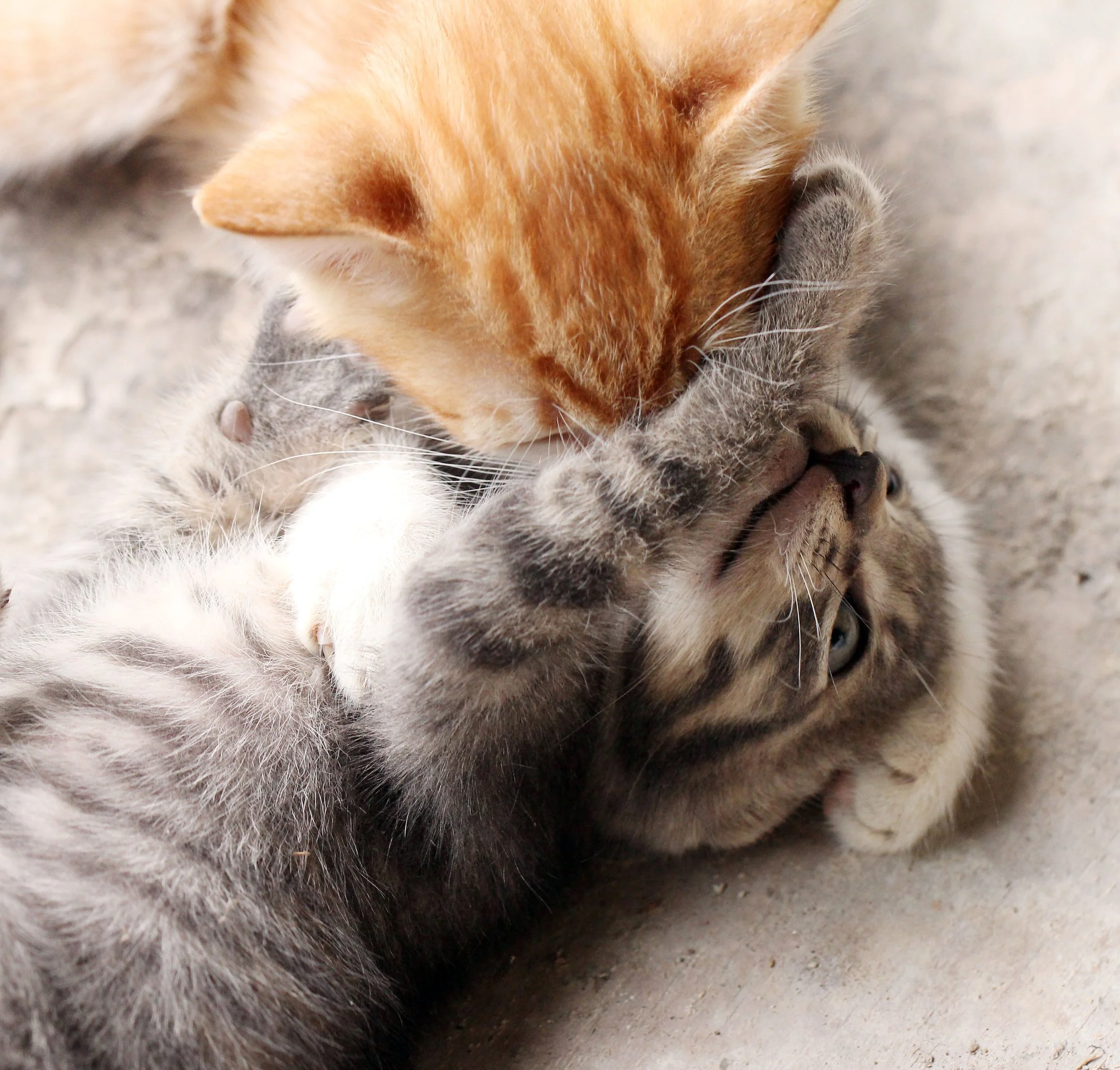 2015 Koh Lanta October Break Trip  (276).JPG