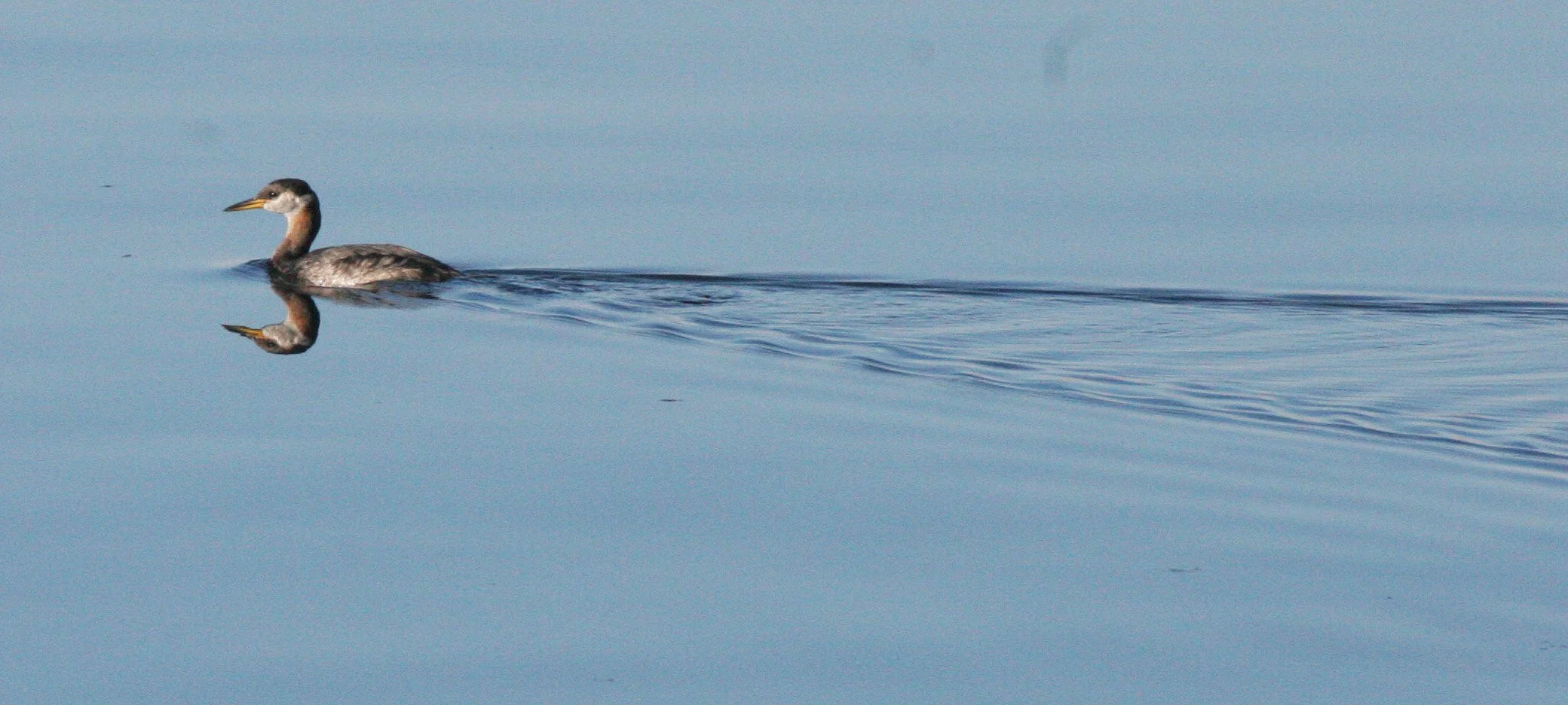 BIRD - GREBE - RED-NECKED GREBE - PA HARBOR WA.JPG