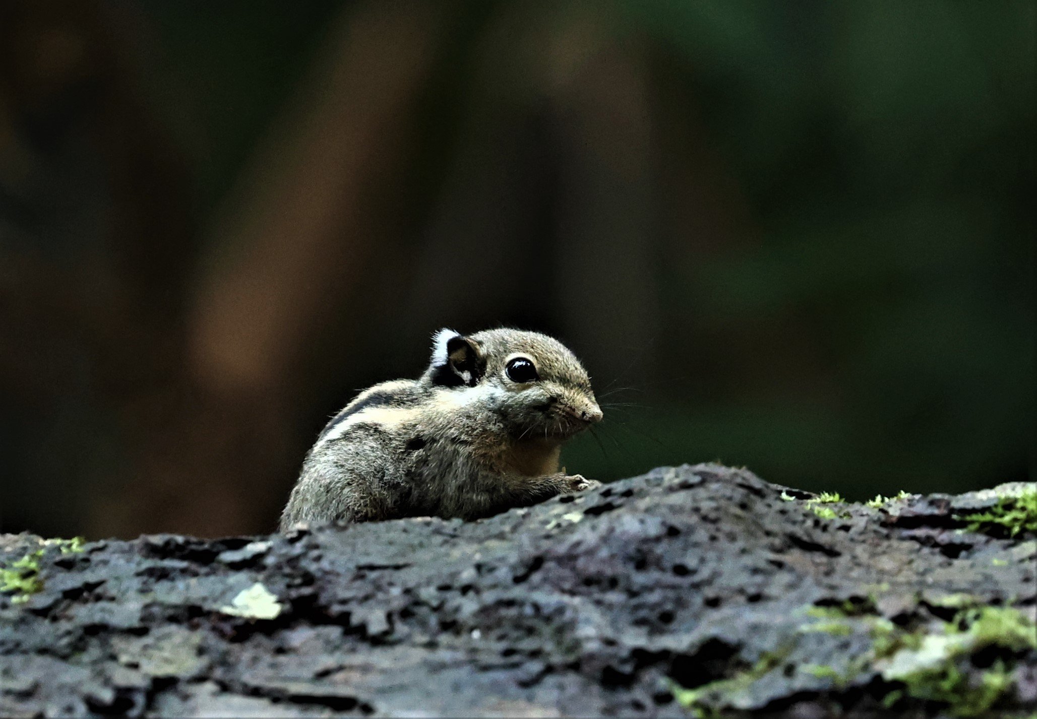 Tamiops mcclellandii - HIMALAYAN STRIPED SQUIRREL - BUKIT TINGGI MALAYSIA JUNE 2022 (6).jpg