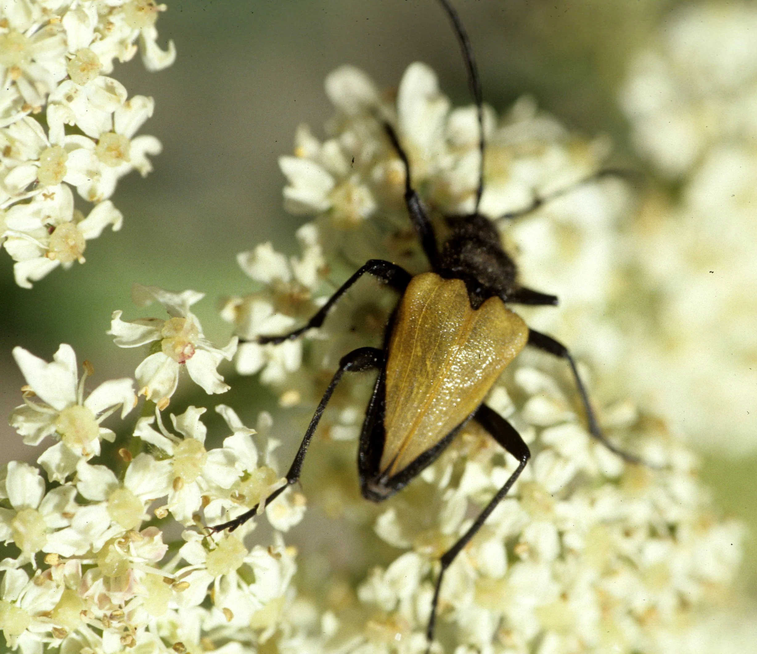 INVERTS - COLEOPTERA - PACHYTA ARMATA - DEER PARK ROAD.jpg