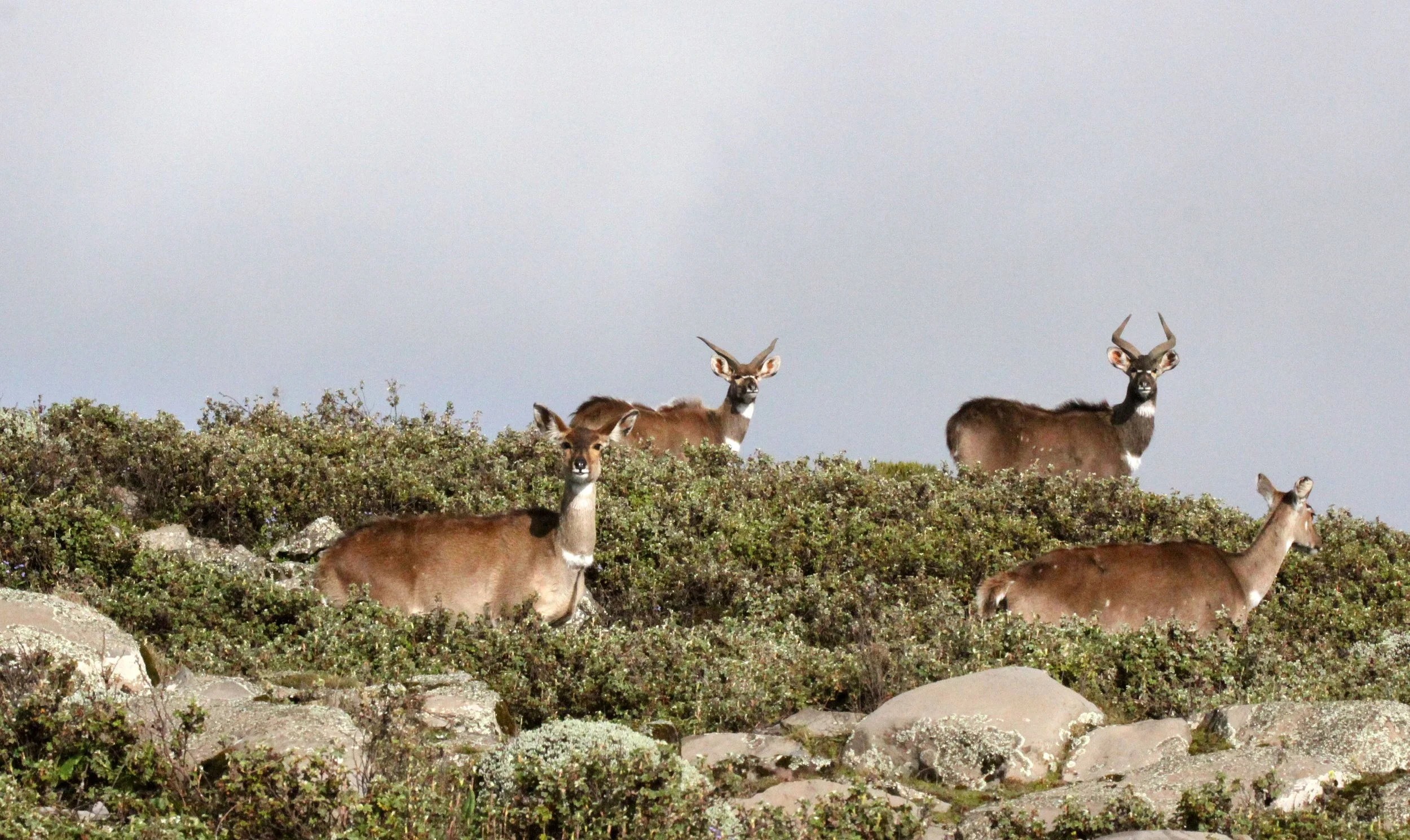 NYALA - MOUNTAIN NYALA - Tragelaphus buxtoni - BALE MOUNTAINS NATIONAL PARK ETHIOPIA (130).JPG
